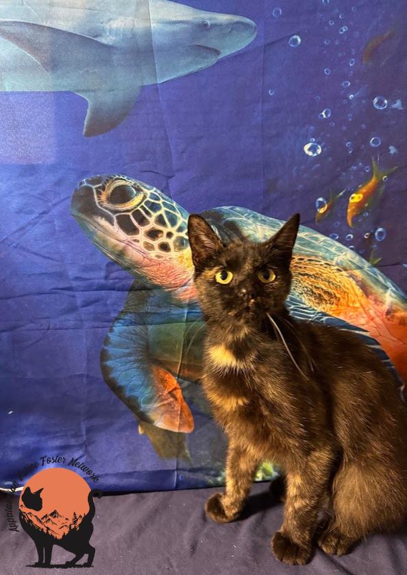 Mocha, a ADOPTABLE Domestic Short Hair in Huntington, WV image 2/3