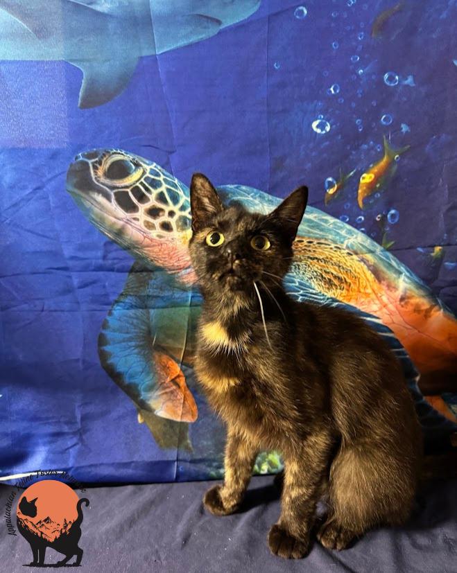 Mocha, a ADOPTABLE Domestic Short Hair in Huntington, WV image 3/3