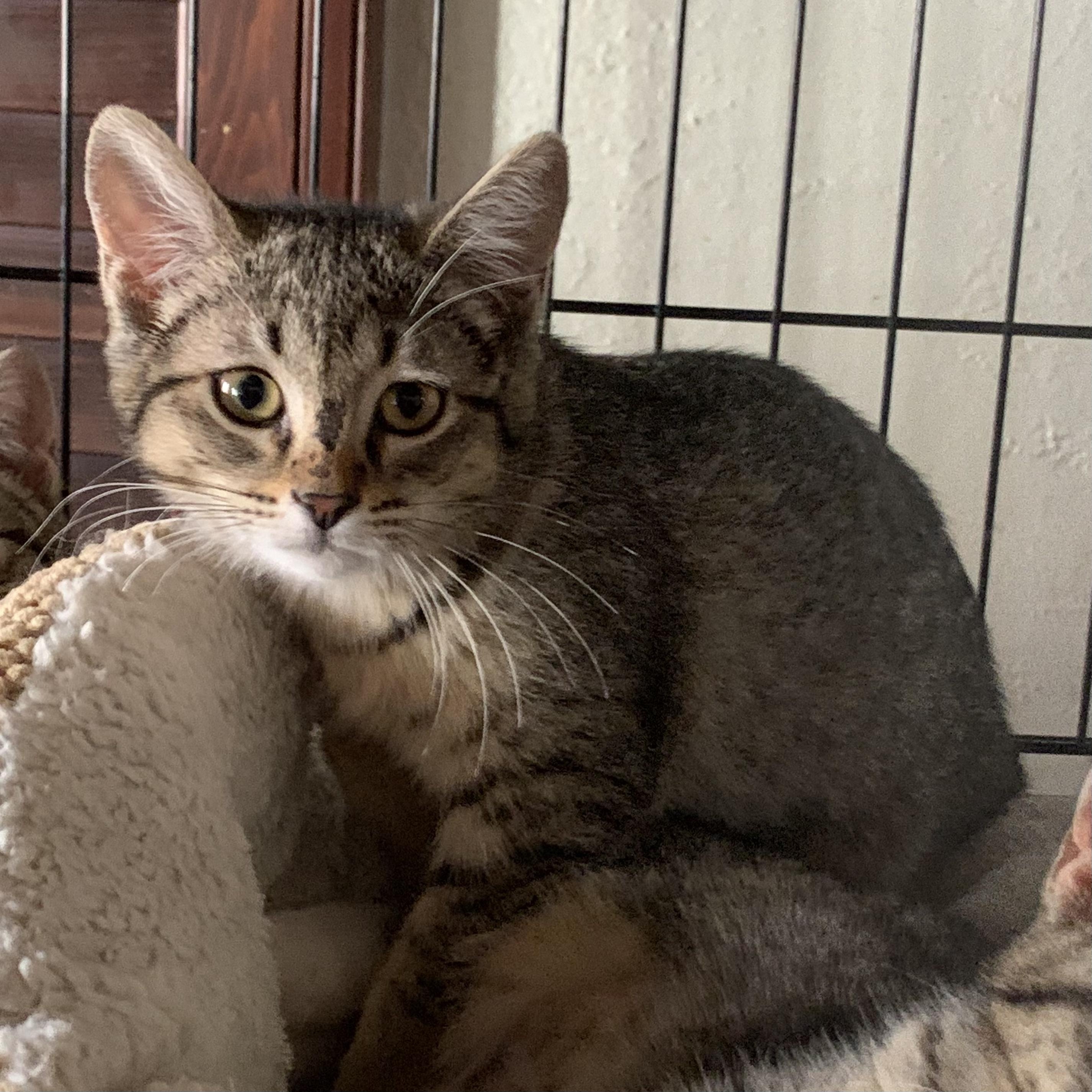 Enlarge Shya, a Adoptable Domestic Short Hair in Long Beach, CA image 1/1