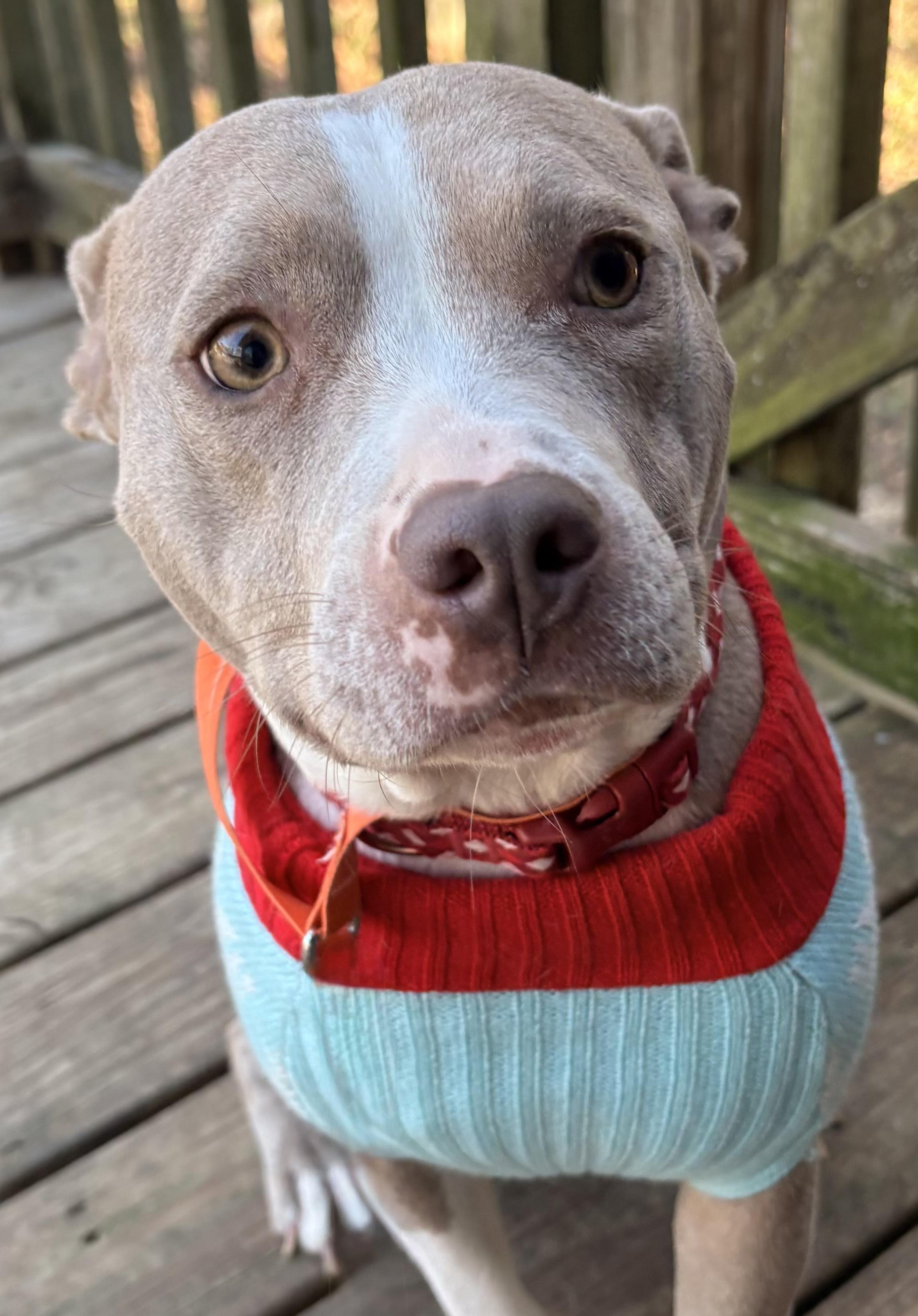 Honeybun the Pocket Pittie, ADOPTABLE, Adult Female Pit Bull Terrier.
