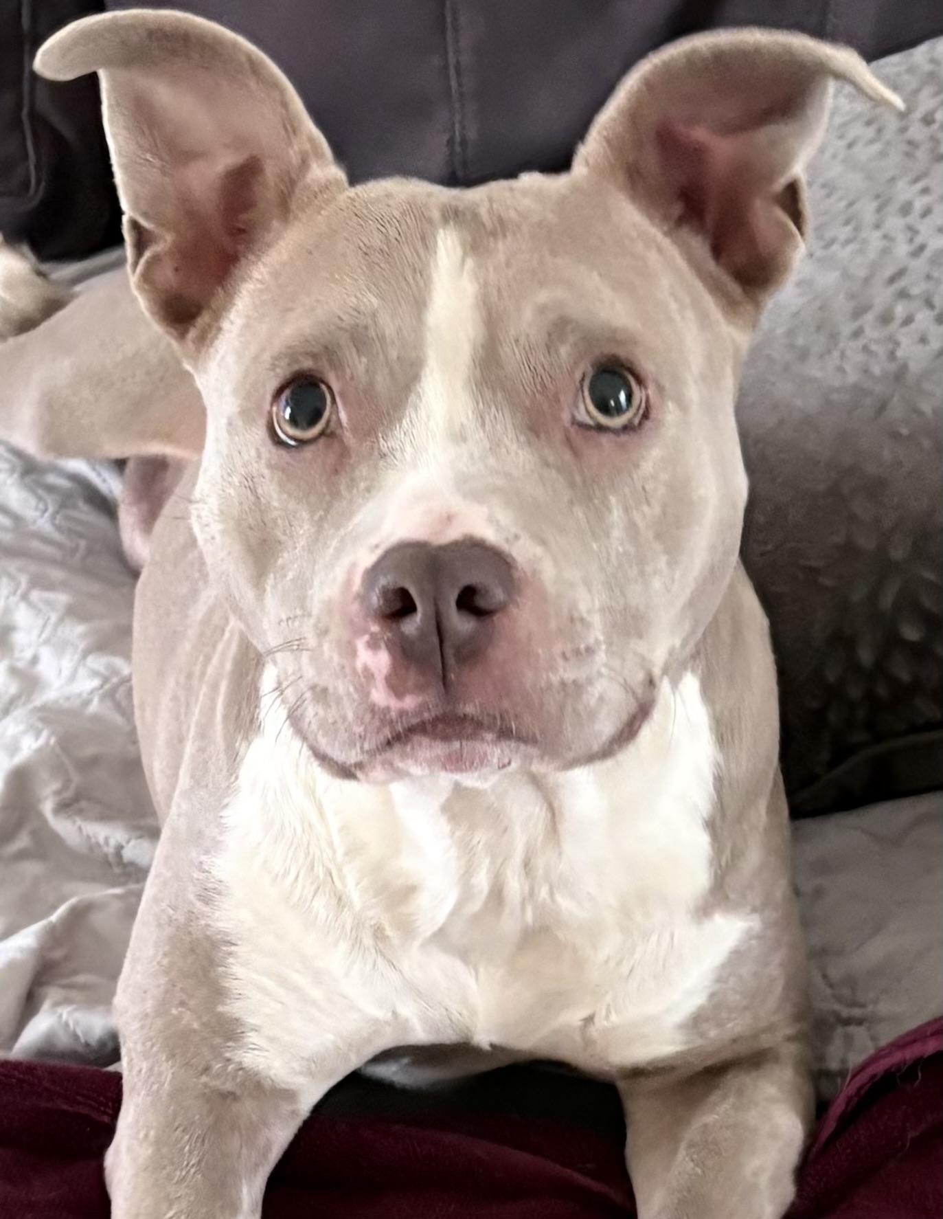 Honeybun the Pocket Pittie, ADOPTABLE, Adult Female Pit Bull Terrier.