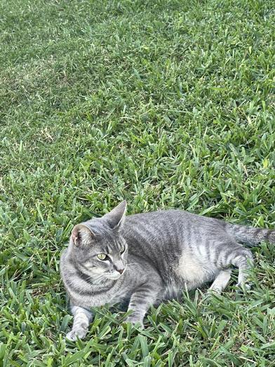 Ariel — thumbnail 2