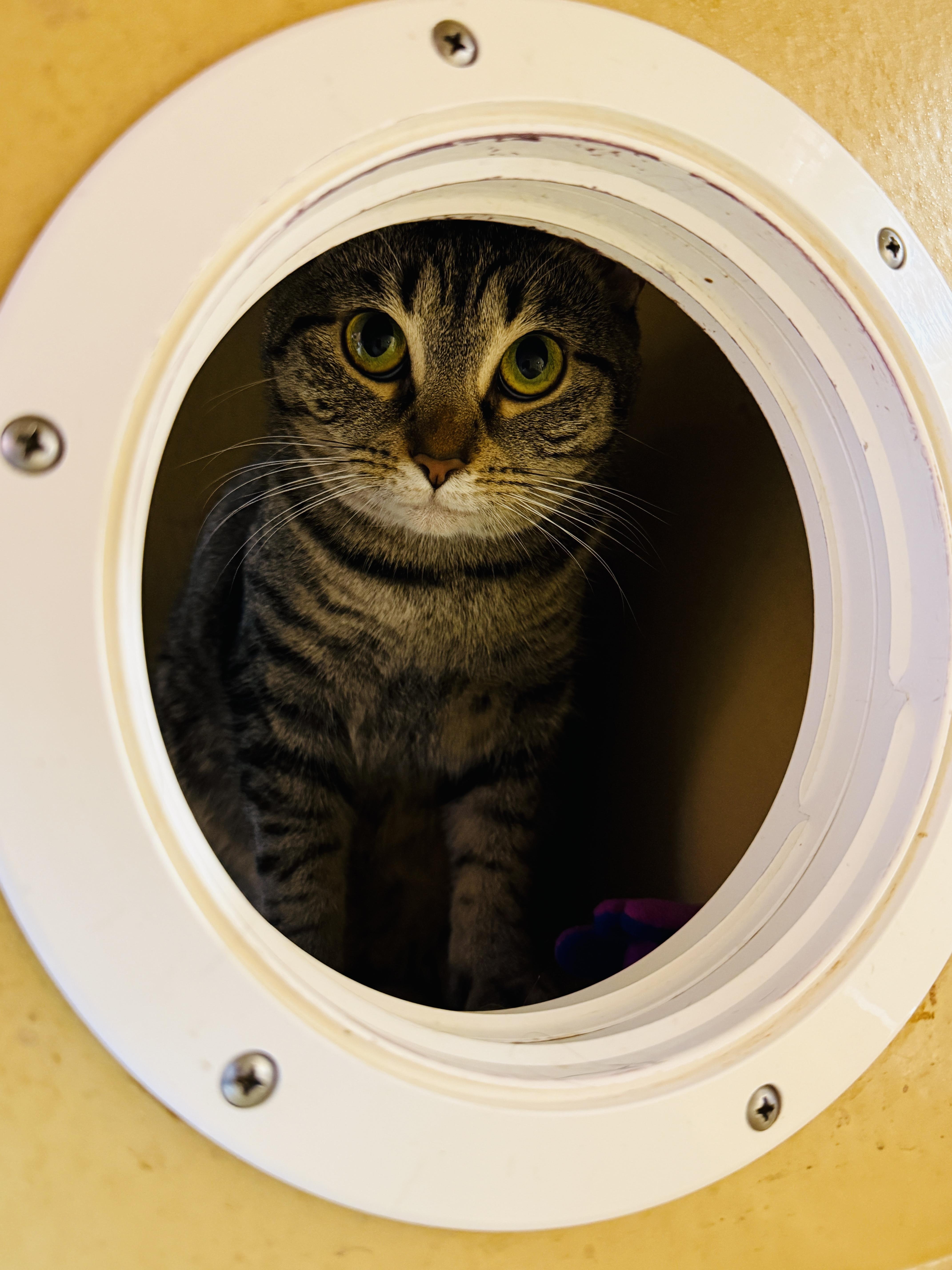 Estephania, a Adoptable mixed breed in Kissimmee, FL image 1/4