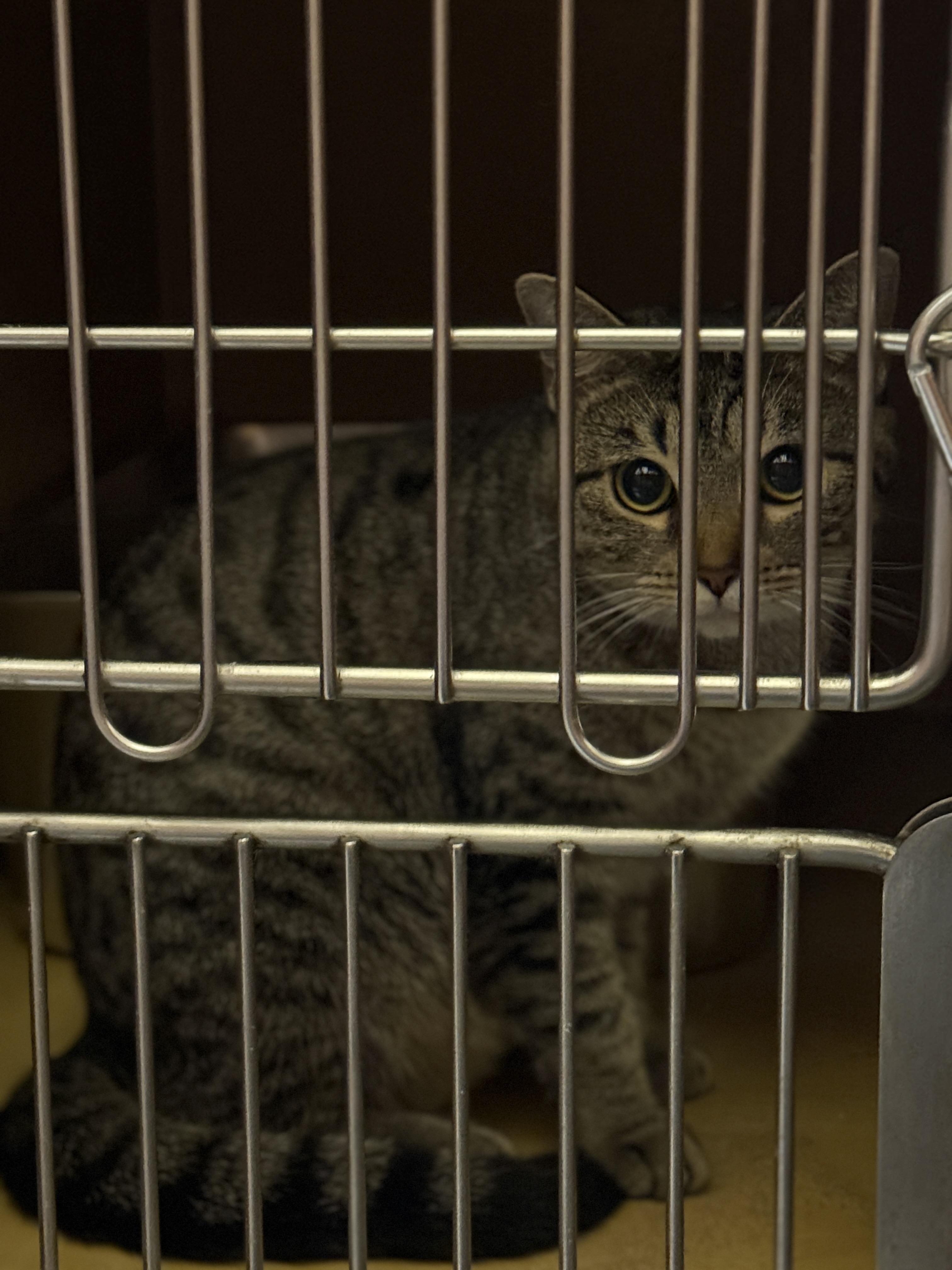 Estephania thumbnail 3