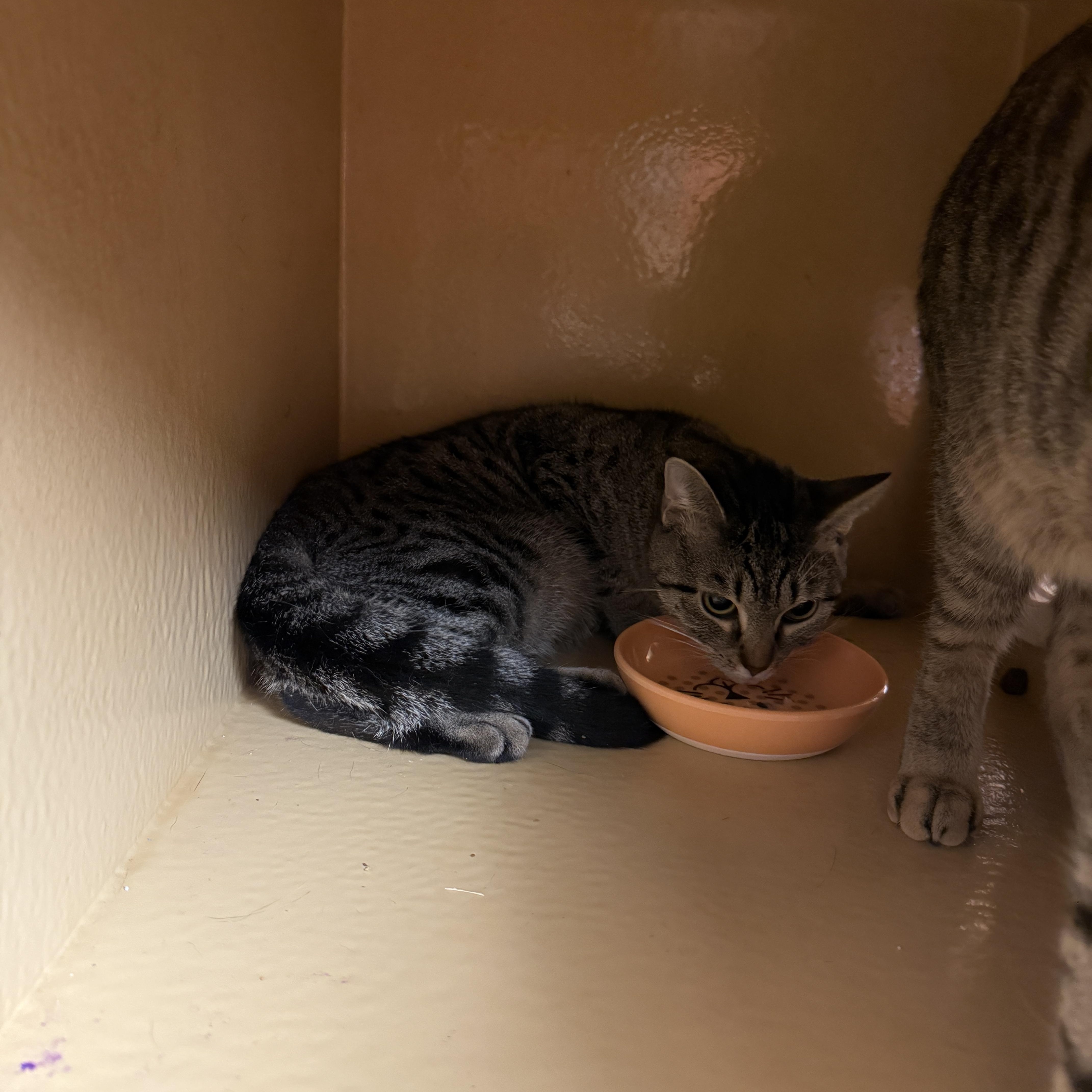 Estephania thumbnail 4