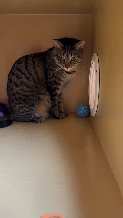 Enlarge Estephania, a Adoptable mixed breed in Kissimmee, FL video 2/4