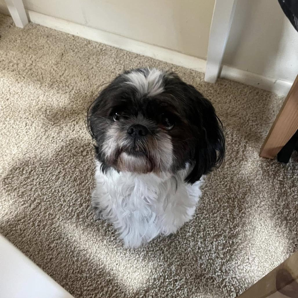 Pumba, Adoptable, Adult Male Shih Tzu.