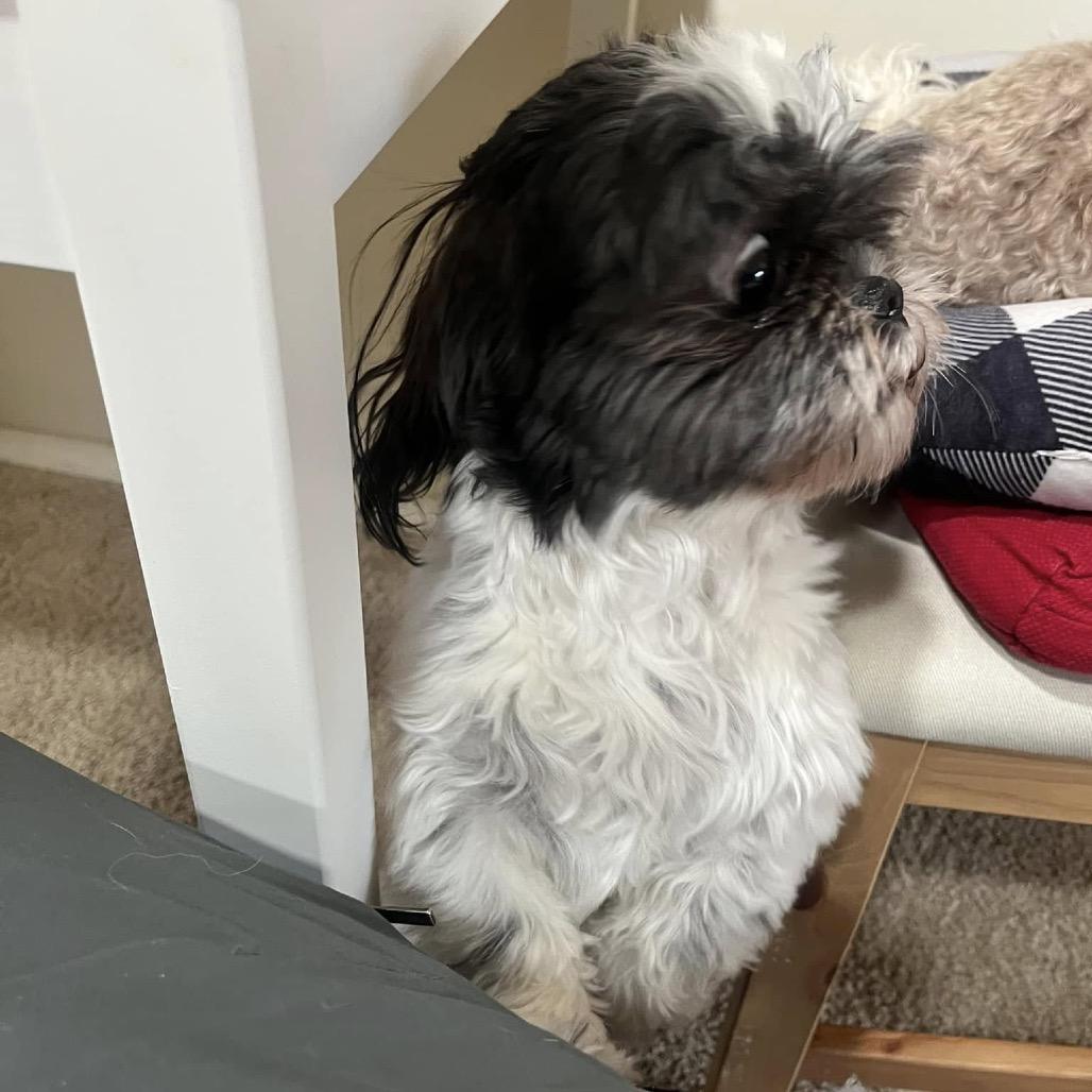 Enlarge Pumba, a Adoptable Shih Tzu in Ferndale, MI image 2/6