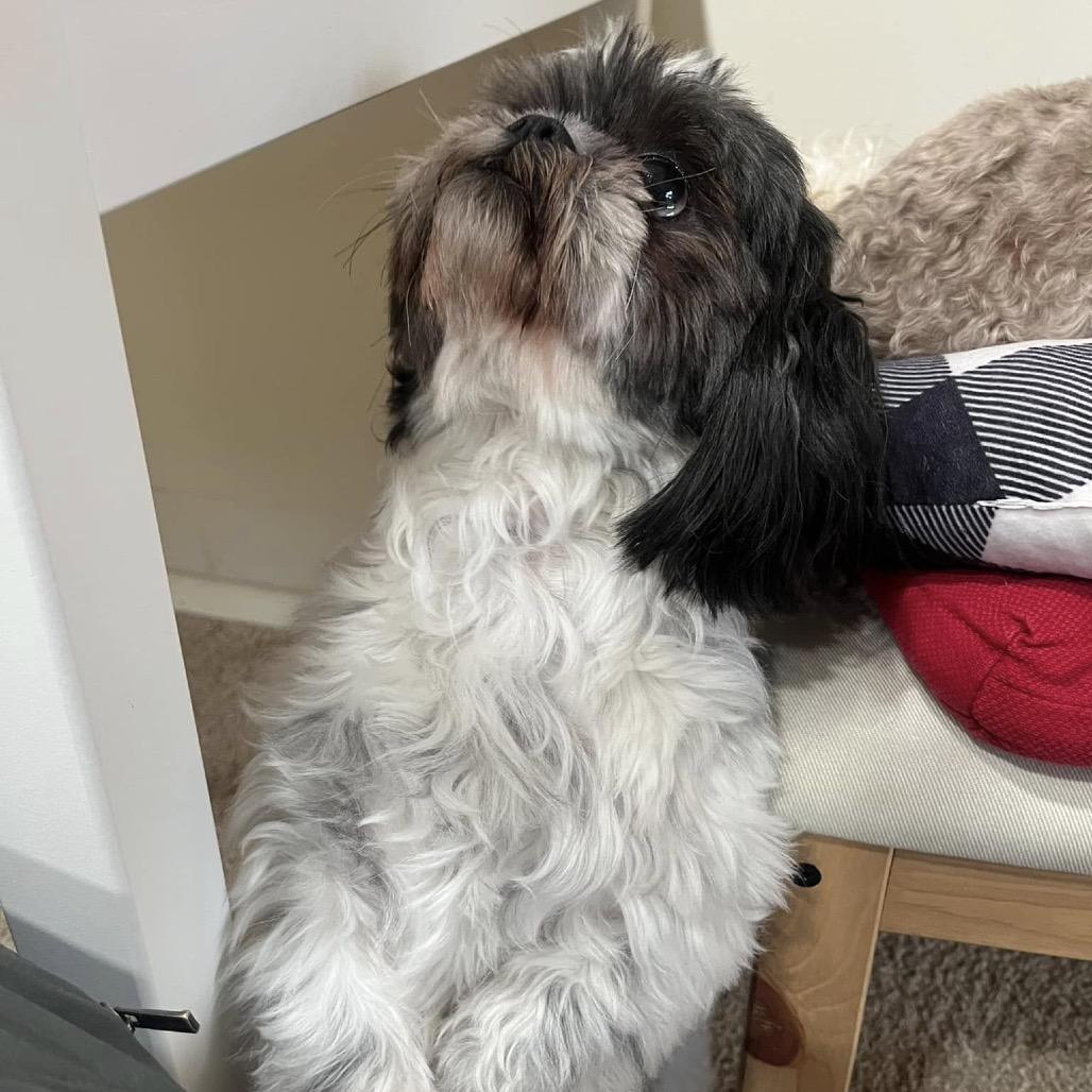 Enlarge Pumba, a Adoptable Shih Tzu in Ferndale, MI image 5/6