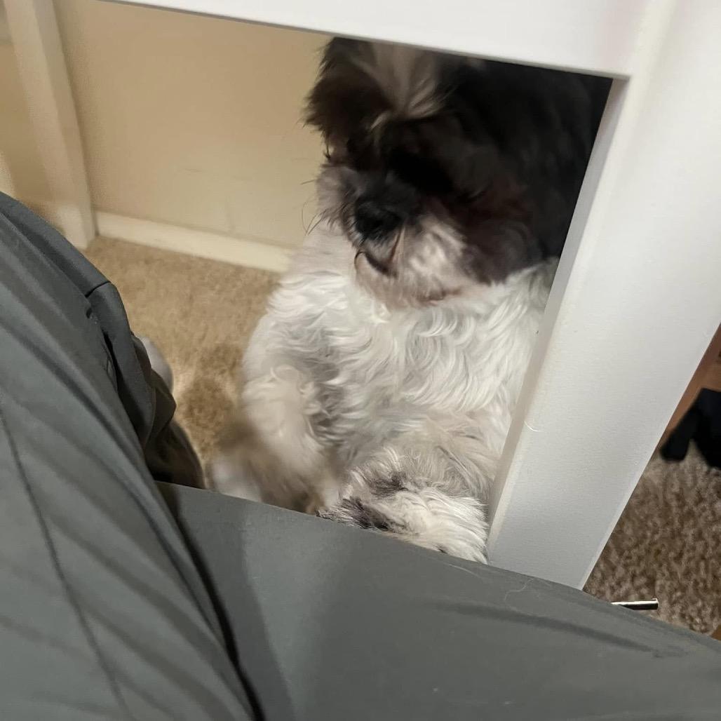 Enlarge Pumba, a Adoptable Shih Tzu in Ferndale, MI image 6/6