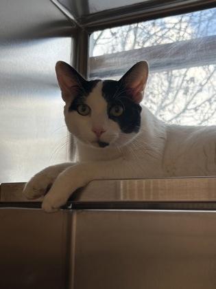 Arthur, Adoptable, Adult Male Domestic Short Hair & Domestic Short Hair.