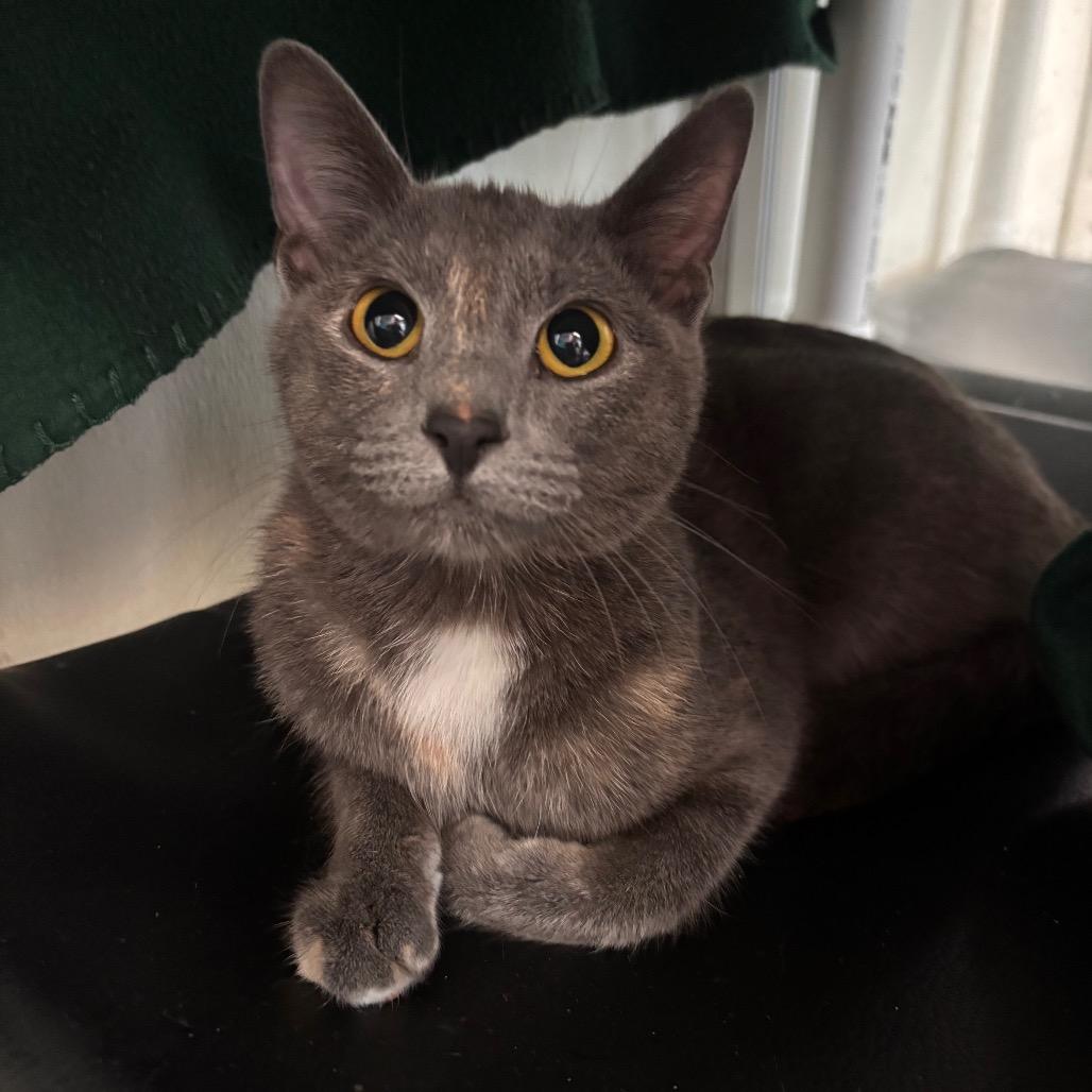 Moon, Adoptable, Adult Female Domestic Short Hair.