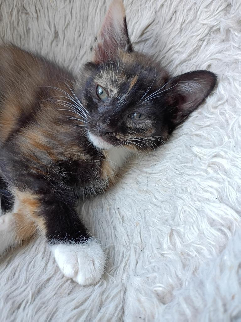 Enlarge Gloria, a Adopted mixed breed in Hardeeville, SC image 1/1