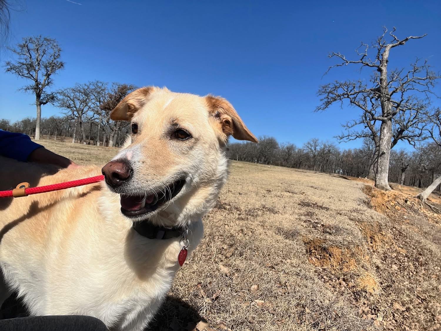 Enlarge Simone, a Adoptable mixed breed in Dallas, TX image 1/2