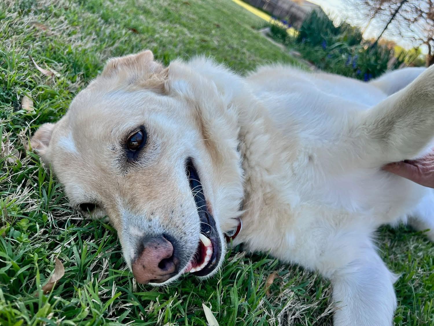 Enlarge Simone, a Adoptable mixed breed in Dallas, TX image 2/2