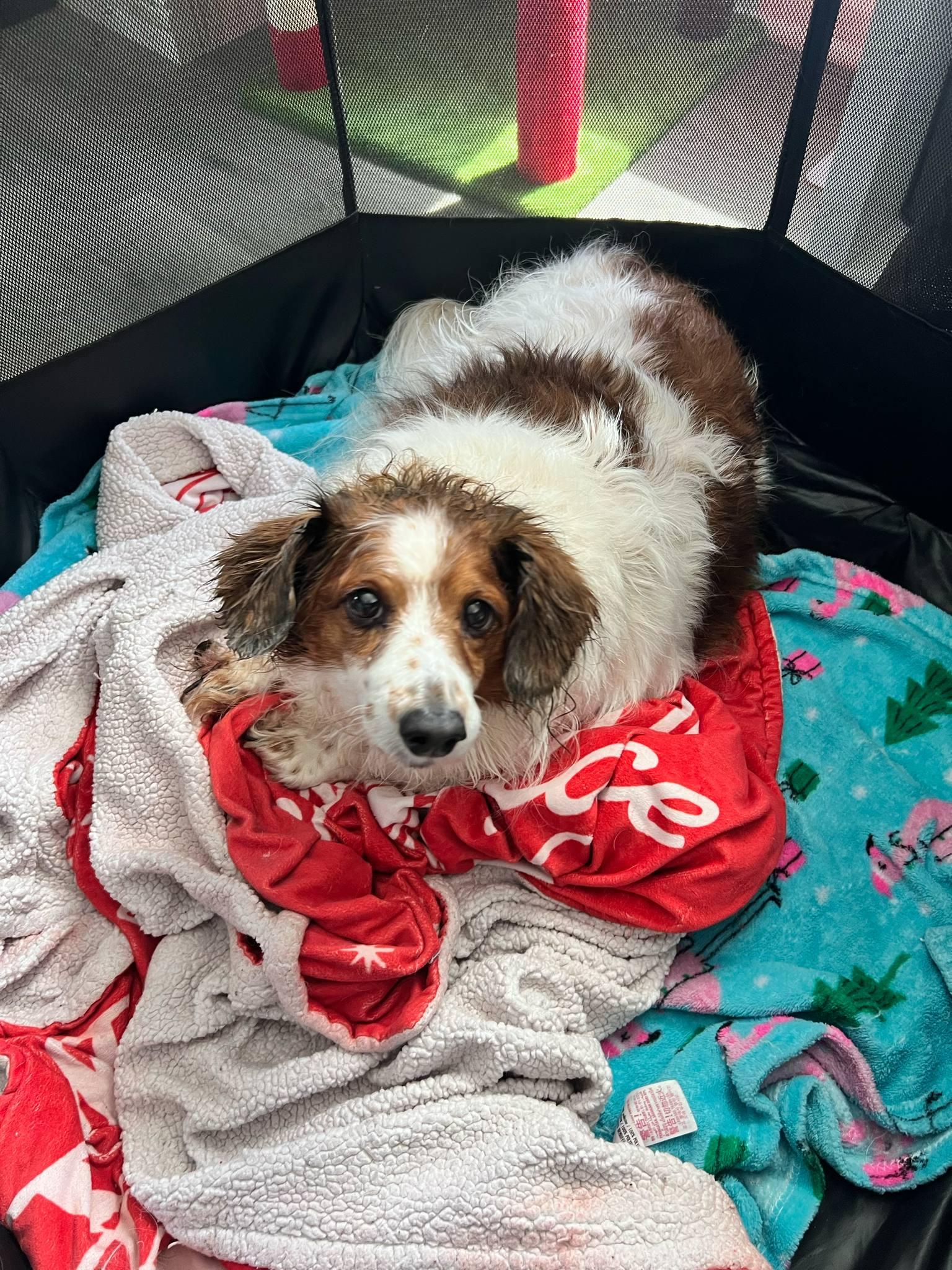 Biscuit Of Charlotte And thumbnail 3