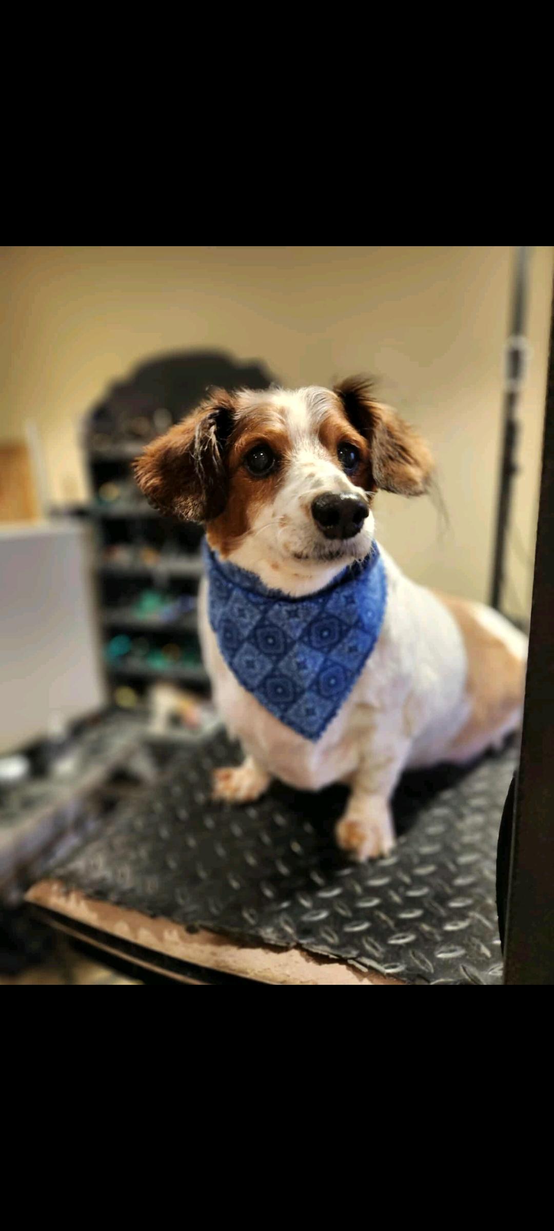 Biscuit Of Charlotte And thumbnail 4