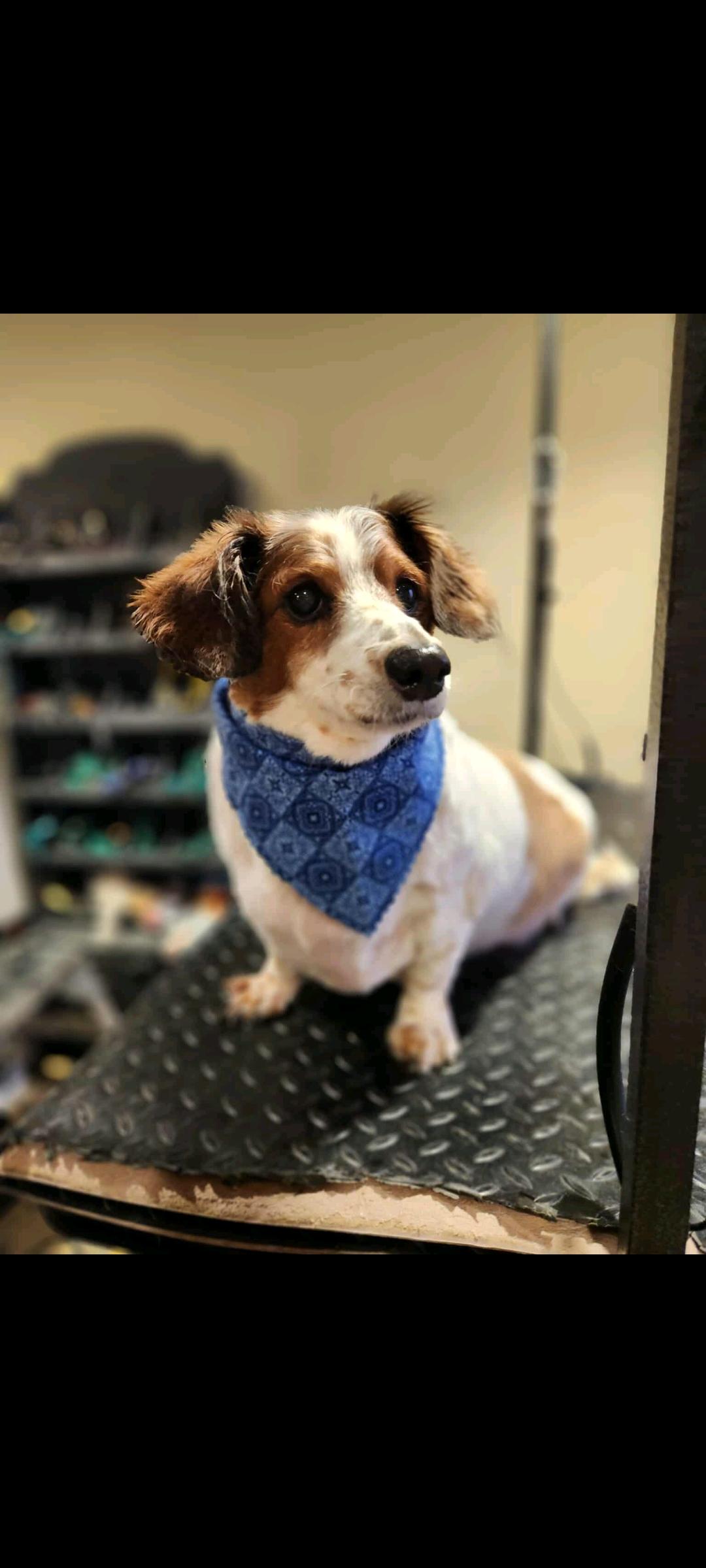 Biscuit Of Charlotte And thumbnail 5