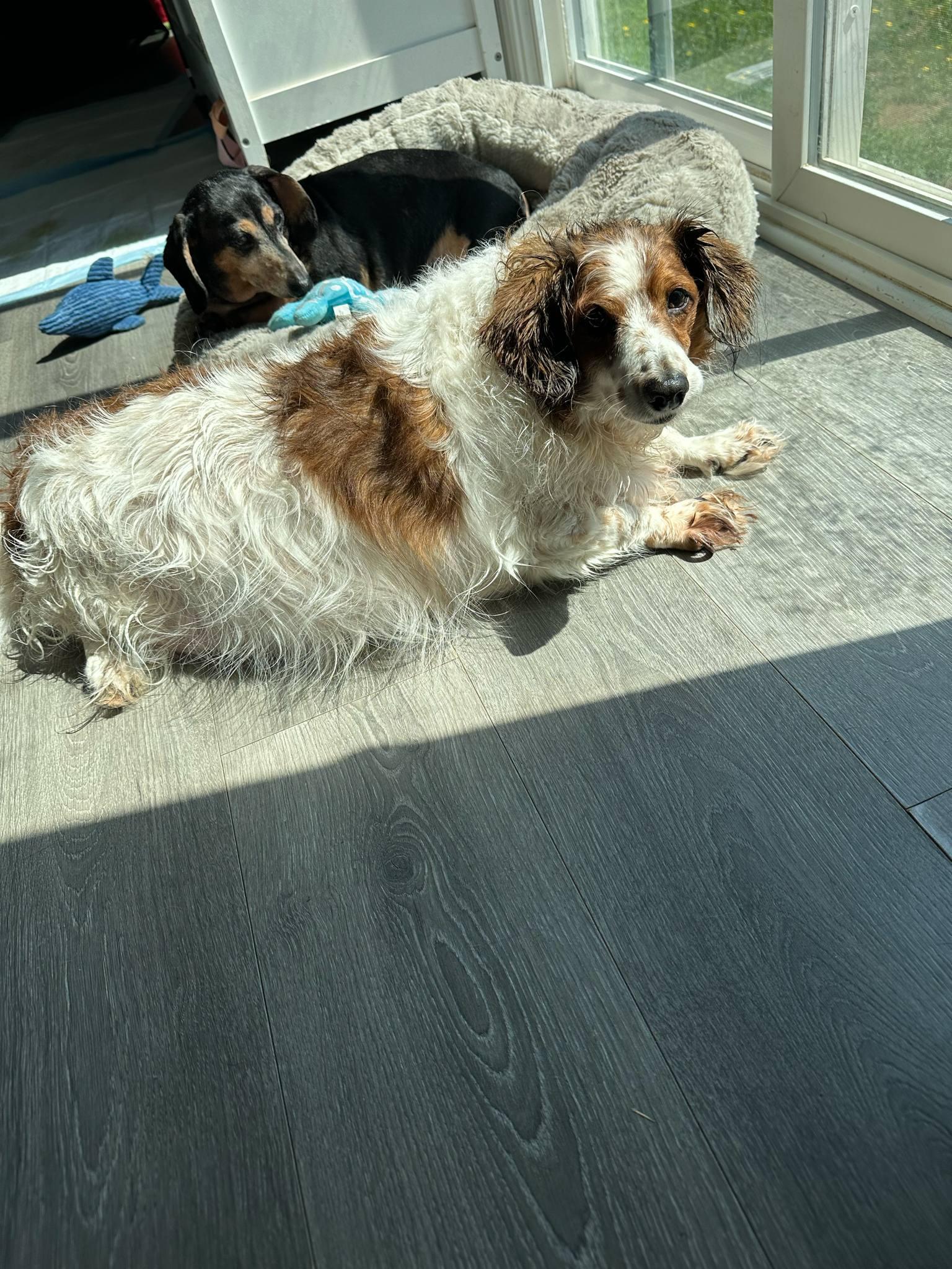 Biscuit Of Charlotte And thumbnail 6