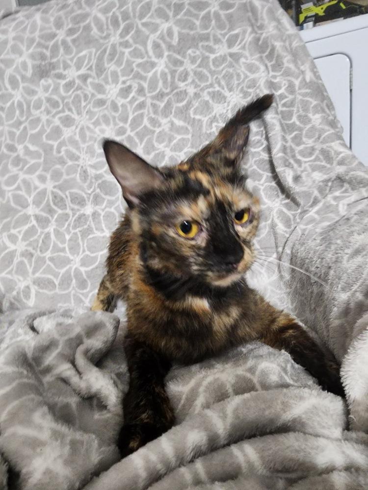 Piper, a Adoptable Domestic Short Hair in Hudson, NH image 1/3