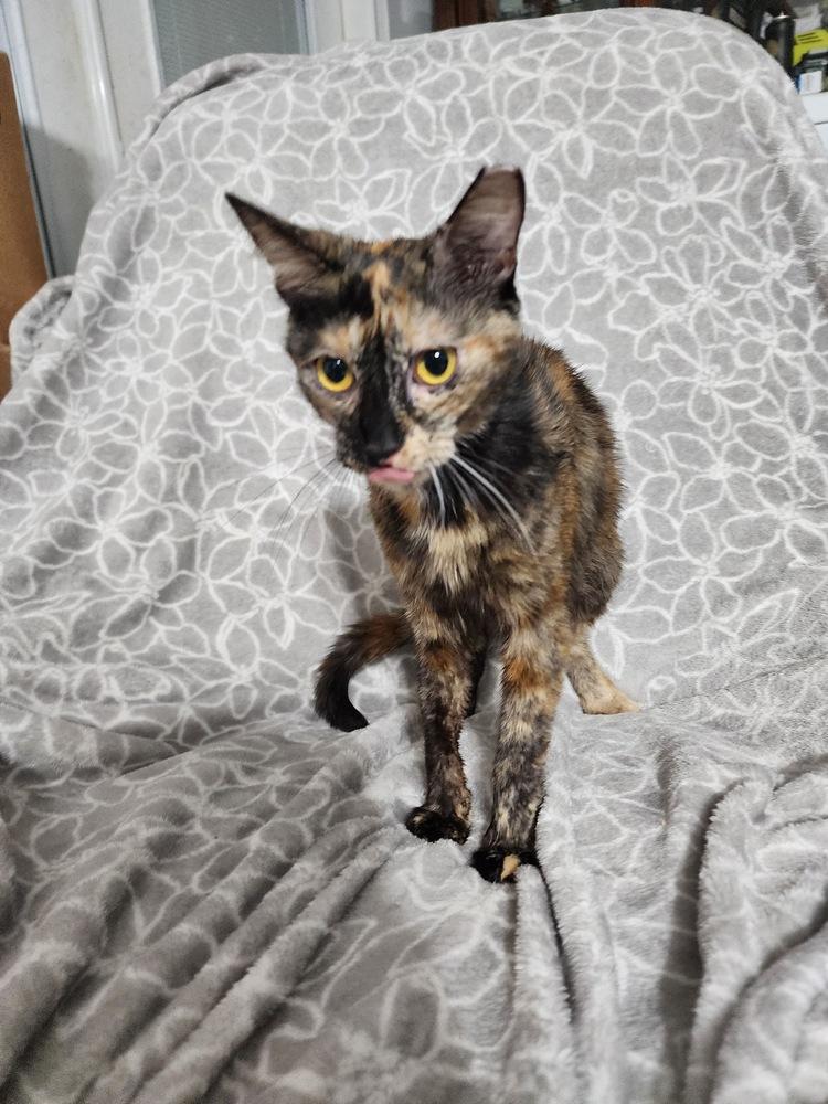 Piper, a Adoptable Domestic Short Hair in Hudson, NH image 2/3