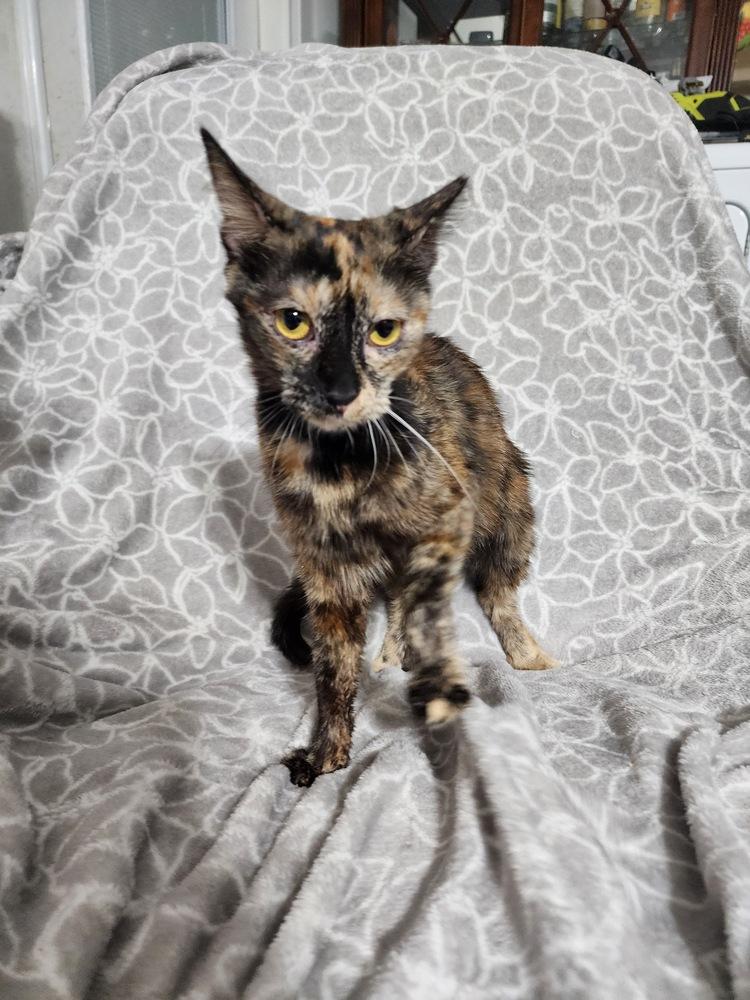 Piper, a Adoptable Domestic Short Hair in Hudson, NH image 3/3