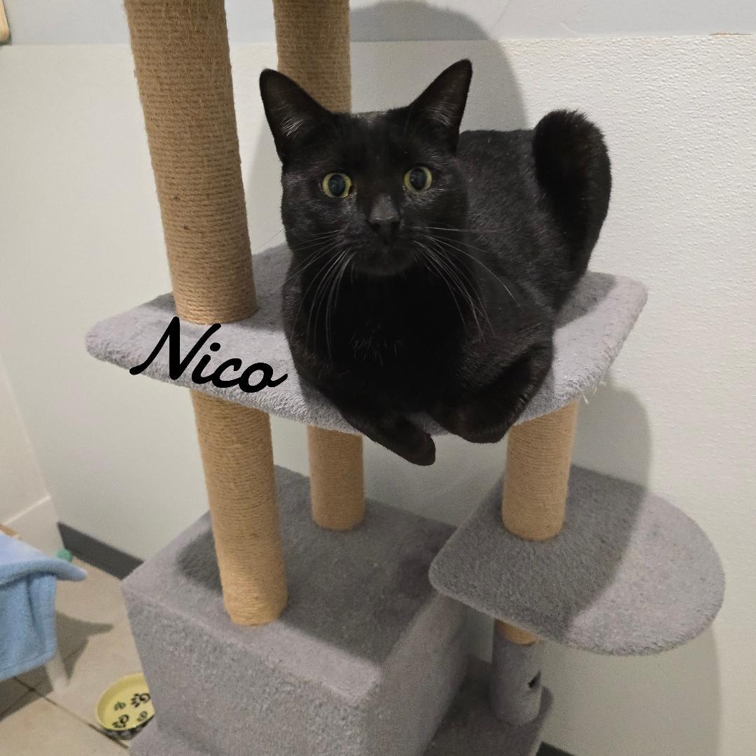 Nico, Adopted, Young Male Domestic Short Hair.