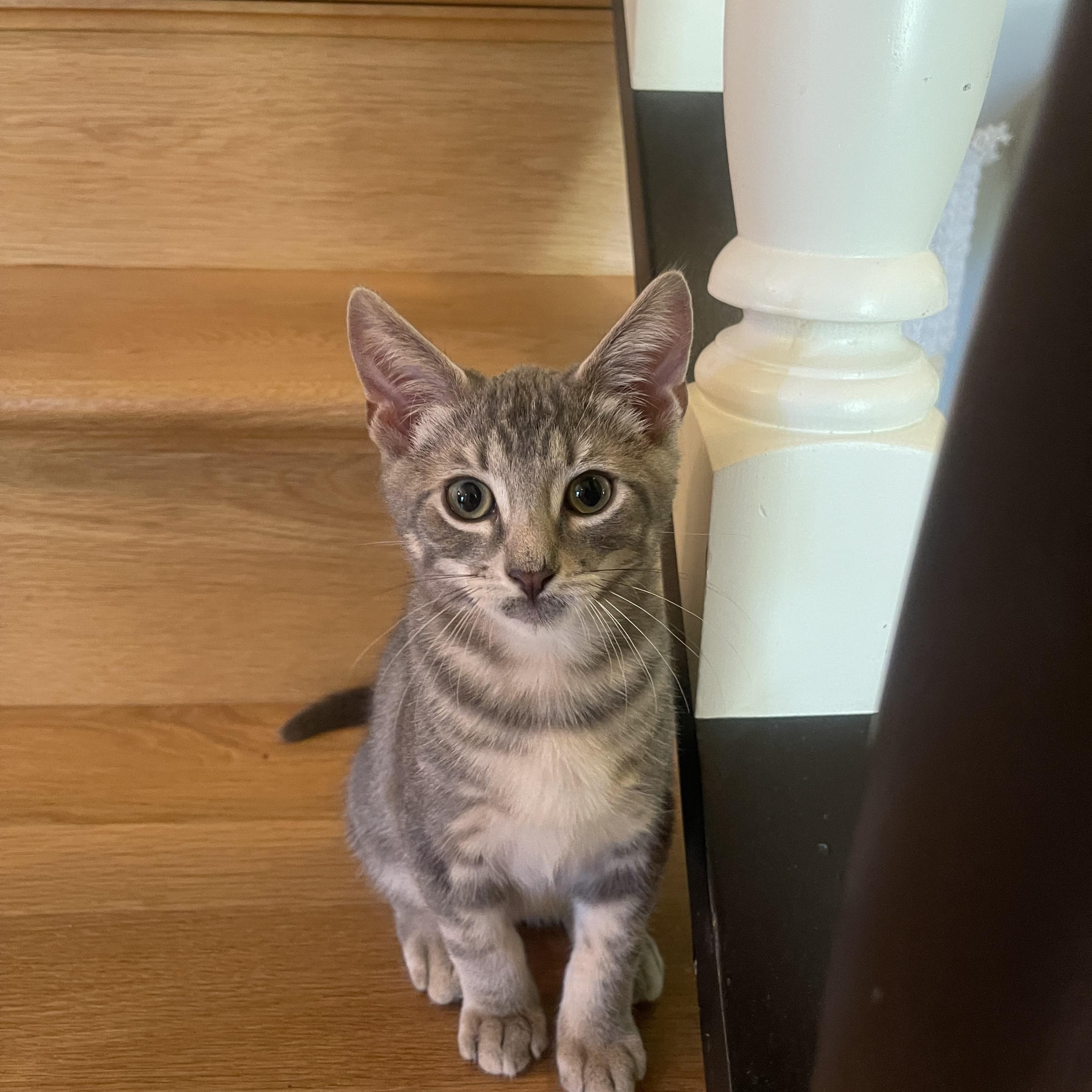 Otis D, an adopted Domestic Short Hair in Fresno, CA image 1/3