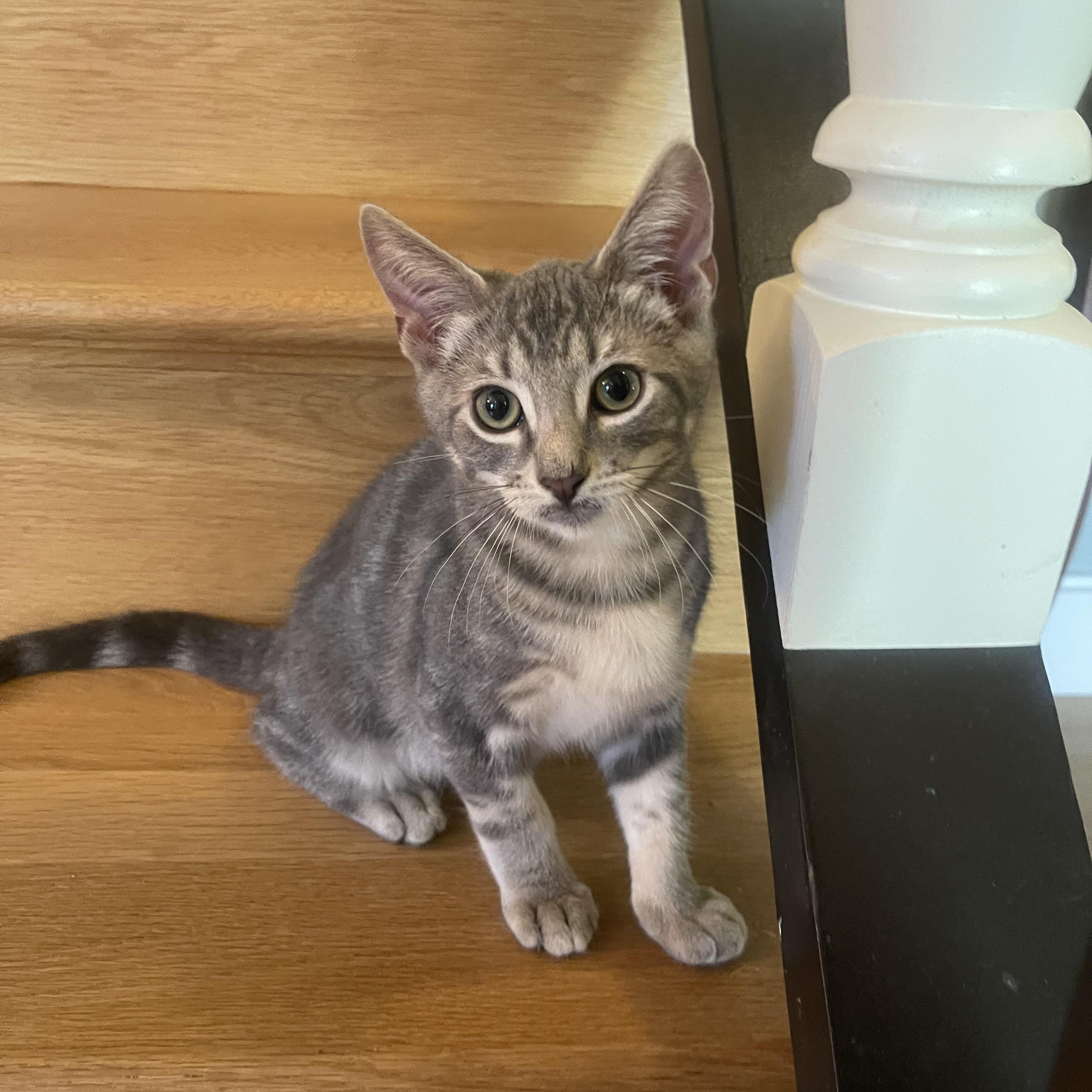 Otis D, an adopted Domestic Short Hair in Fresno, CA image 3/3