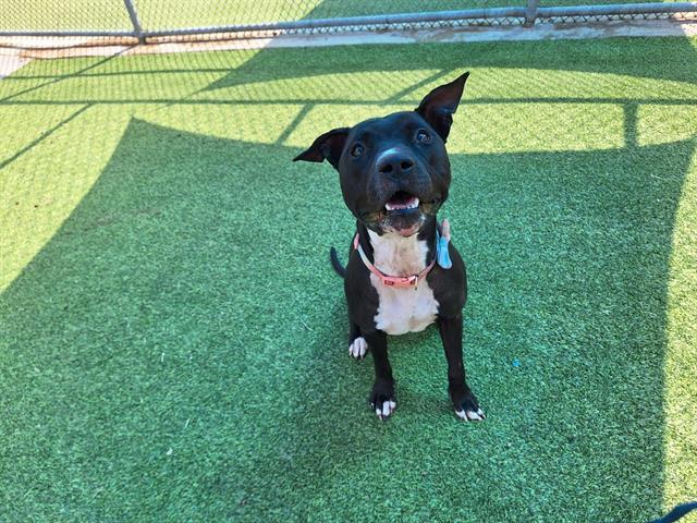 SEGA, Adoptable, Young Female American Staffordshire Terrier & Mixed Breed.