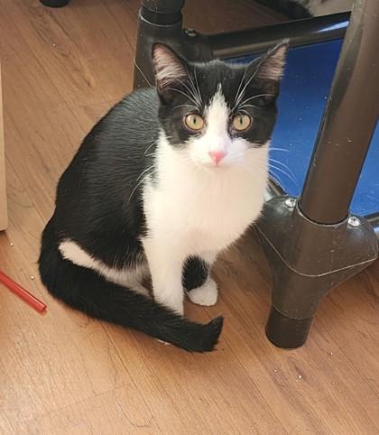 Clara, ADOPTABLE, Young Female Domestic Short Hair & Tuxedo.