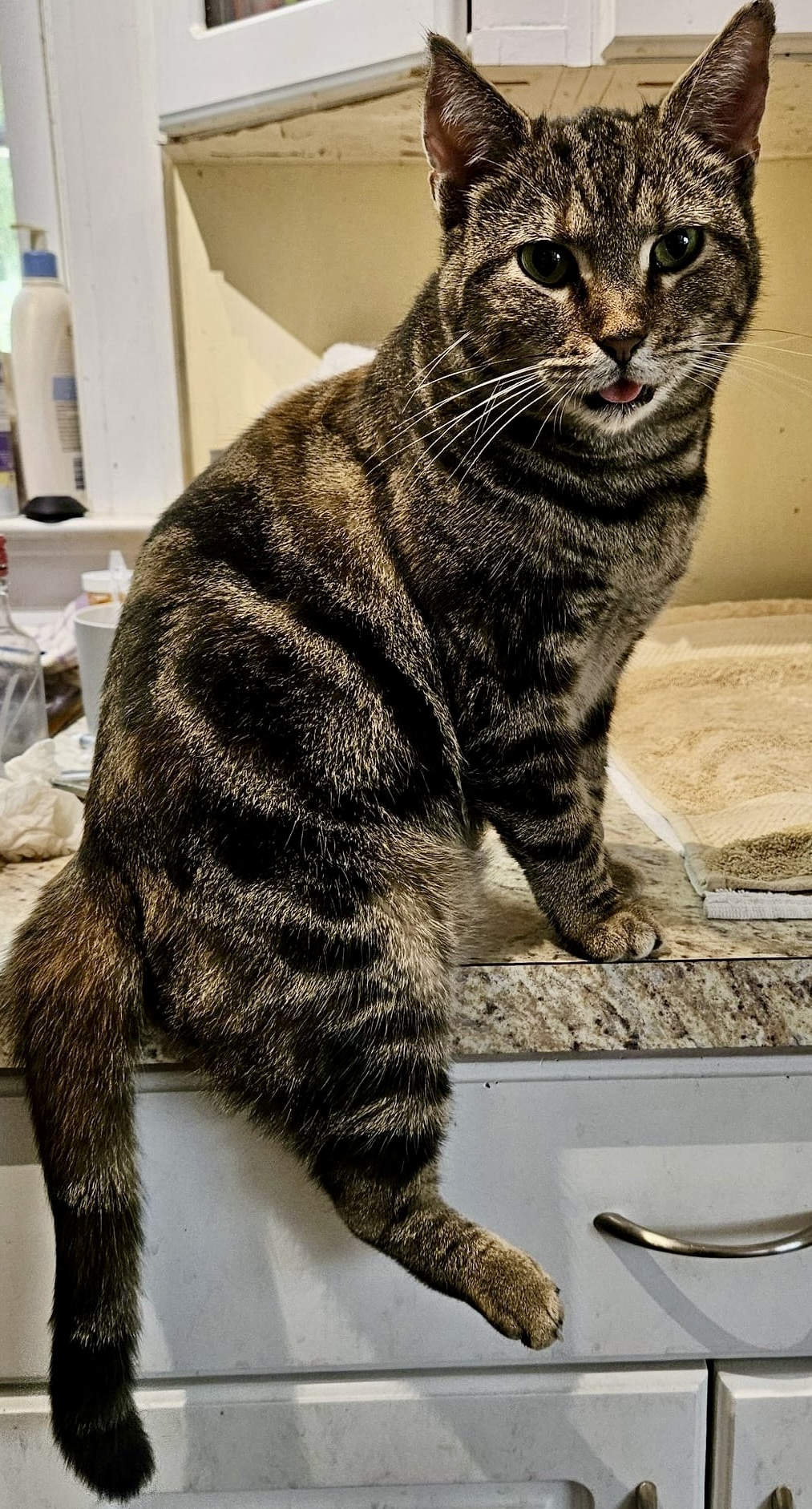 Grizabella (Griz), a Adoptable Domestic Short Hair in Myrtle Beach, SC image 2/2