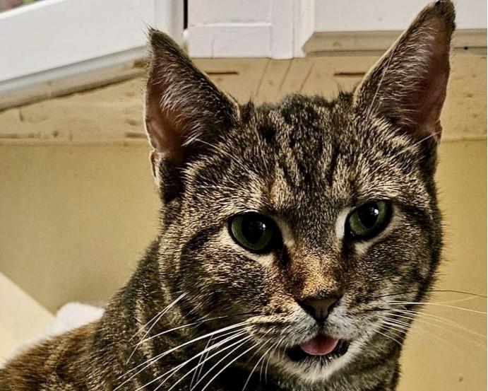 Grizabella (Griz), a Adoptable Domestic Short Hair in Myrtle Beach, SC image 1/2