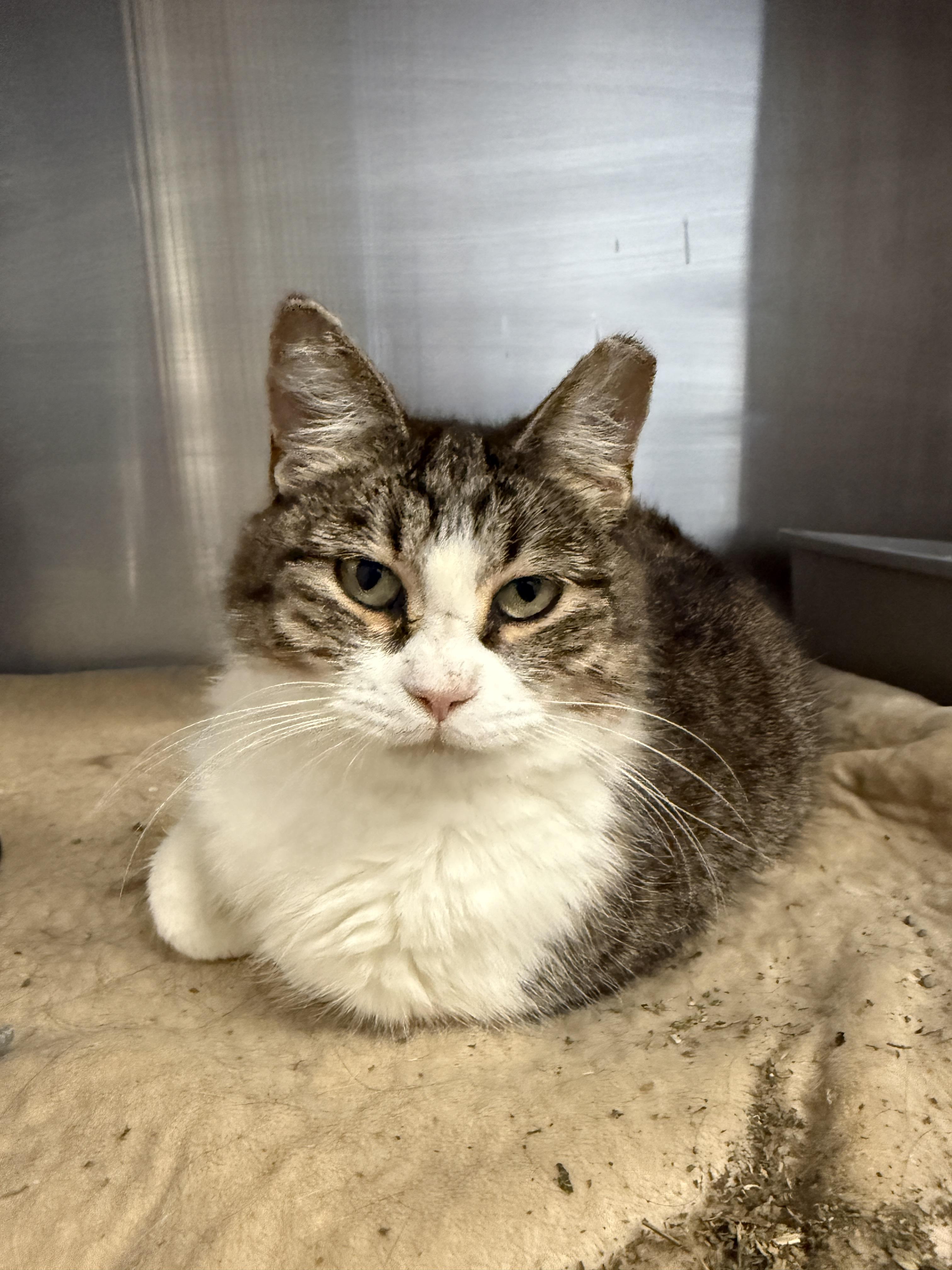 Enlarge Ghost, a Adoptable mixed breed in Grand Rapids, MI image 1/1