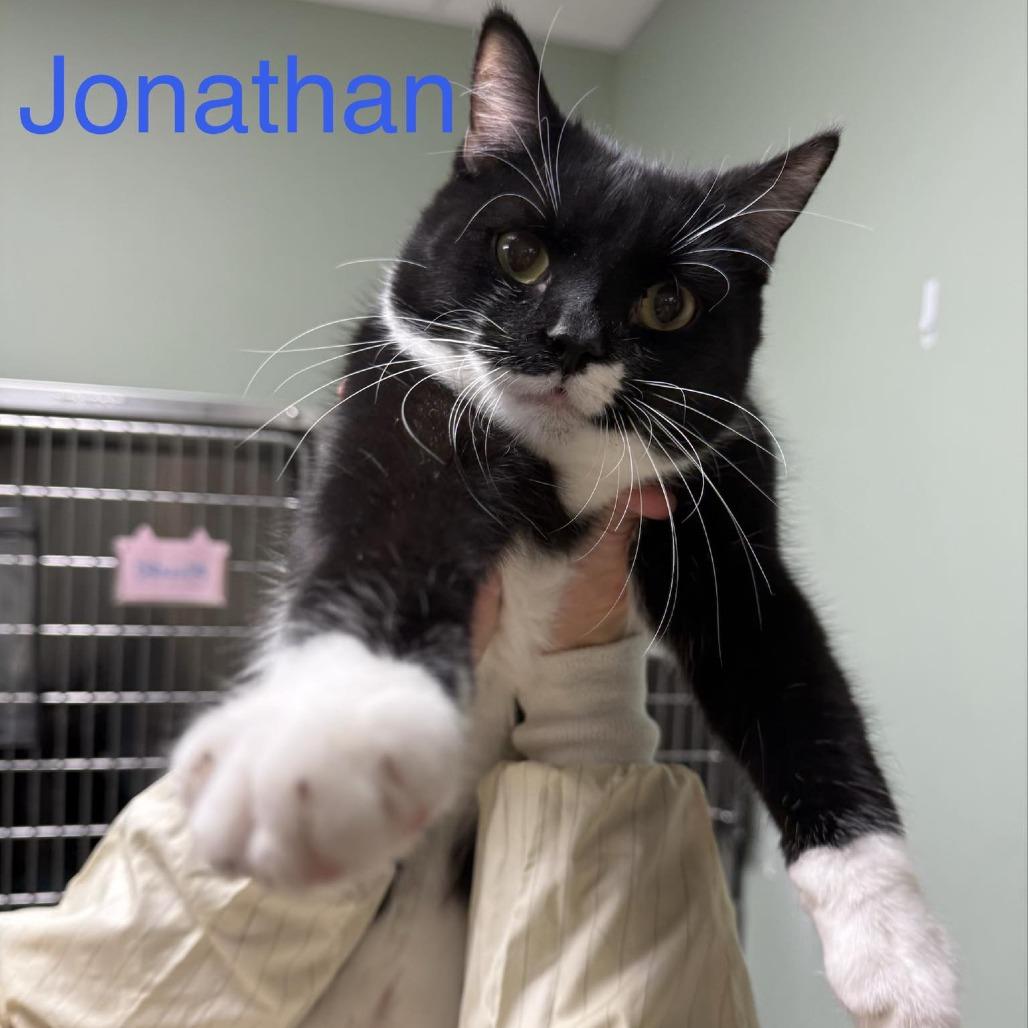 Enlarge Jonathan, a Adoptable Domestic Short Hair in Richmond, IN image 1/1