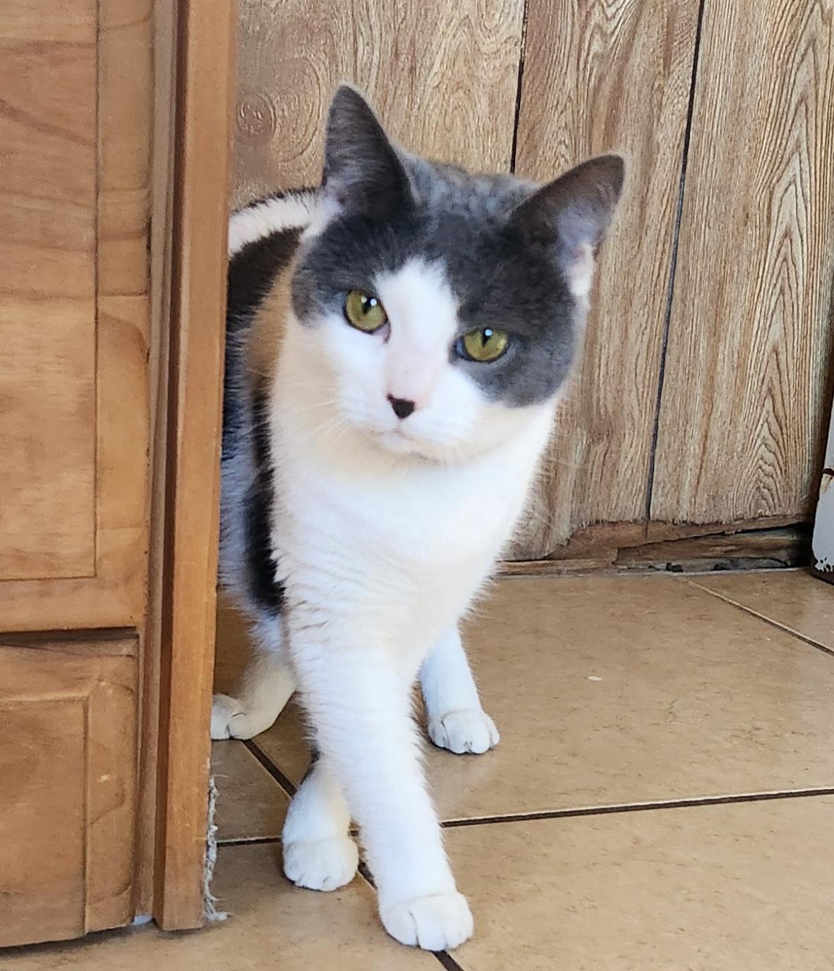 Enlarge Lola Mona, a ADOPTABLE Domestic Short Hair in Linden, NJ image 2/5