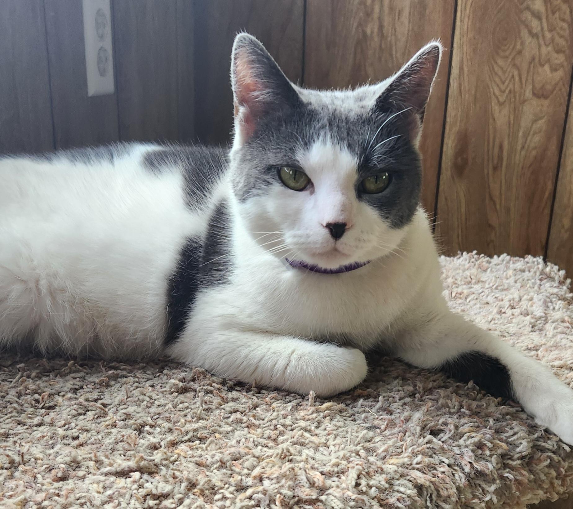 Enlarge Lola Mona, a ADOPTABLE Domestic Short Hair in Linden, NJ image 5/5