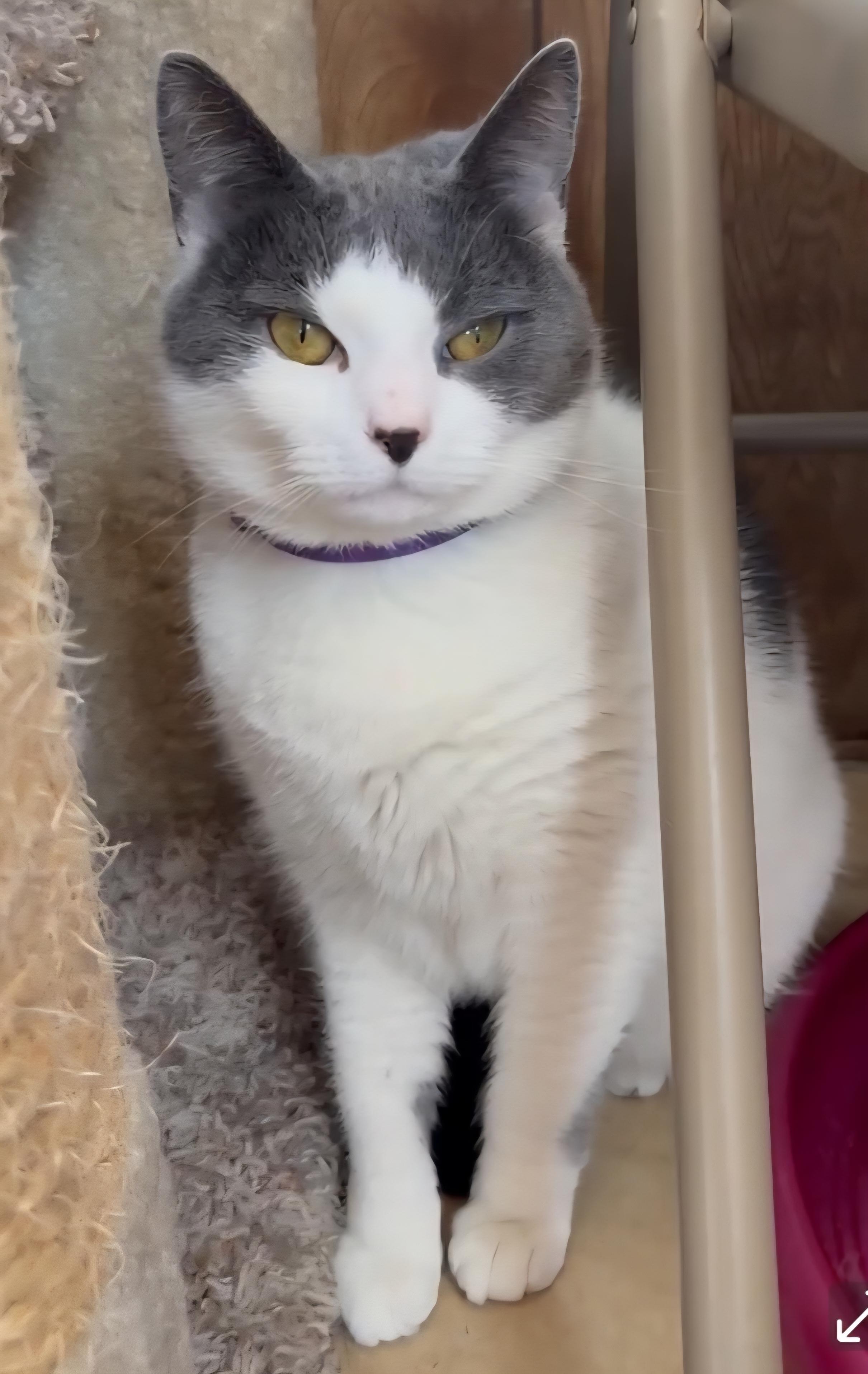 Enlarge Lola Mona, a ADOPTABLE Domestic Short Hair in Linden, NJ image 3/5