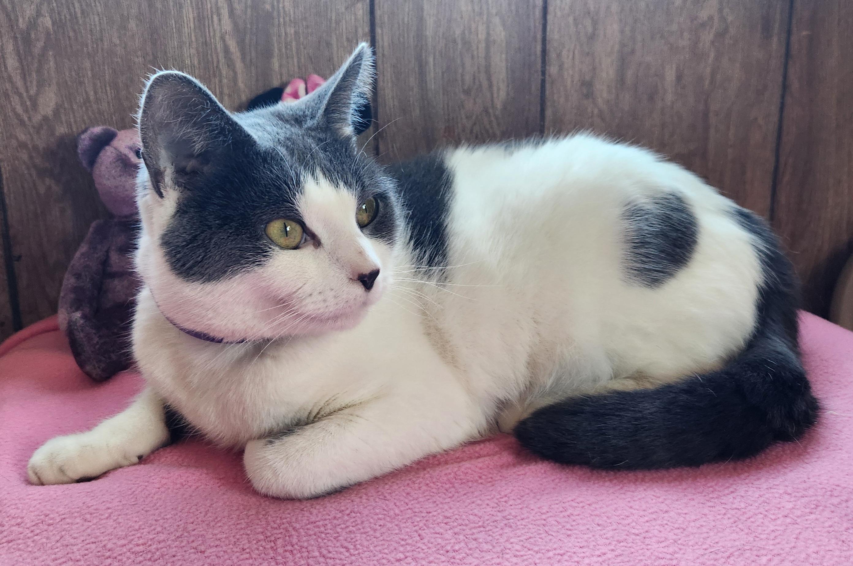 Enlarge Lola Mona, a ADOPTABLE Domestic Short Hair in Linden, NJ image 4/5