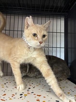 26-535 Crouton, a Adoptable mixed breed in Barnesville, GA image 1/3