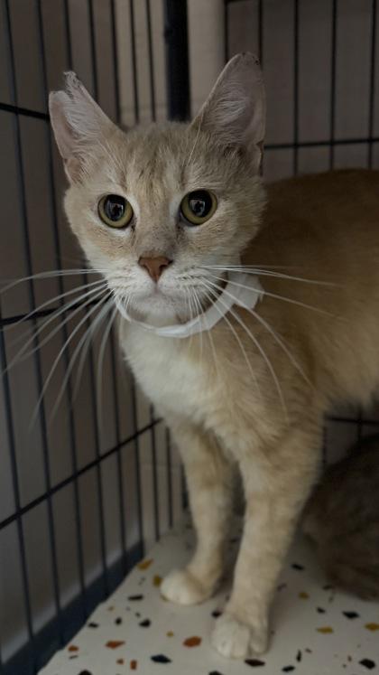26-535 Crouton, a Adoptable mixed breed in Barnesville, GA image 2/3