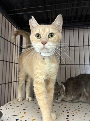 26-535 Crouton, a Adoptable mixed breed in Barnesville, GA image 3/3
