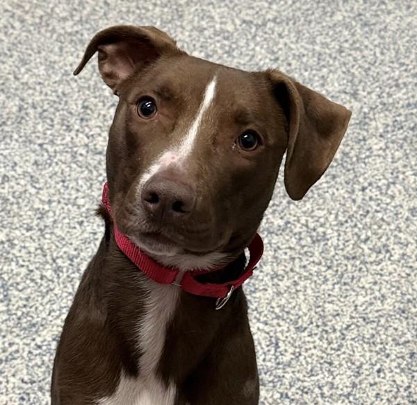 Enlarge Cocoa, a Adoptable mixed breed in Golden, CO image 1/1