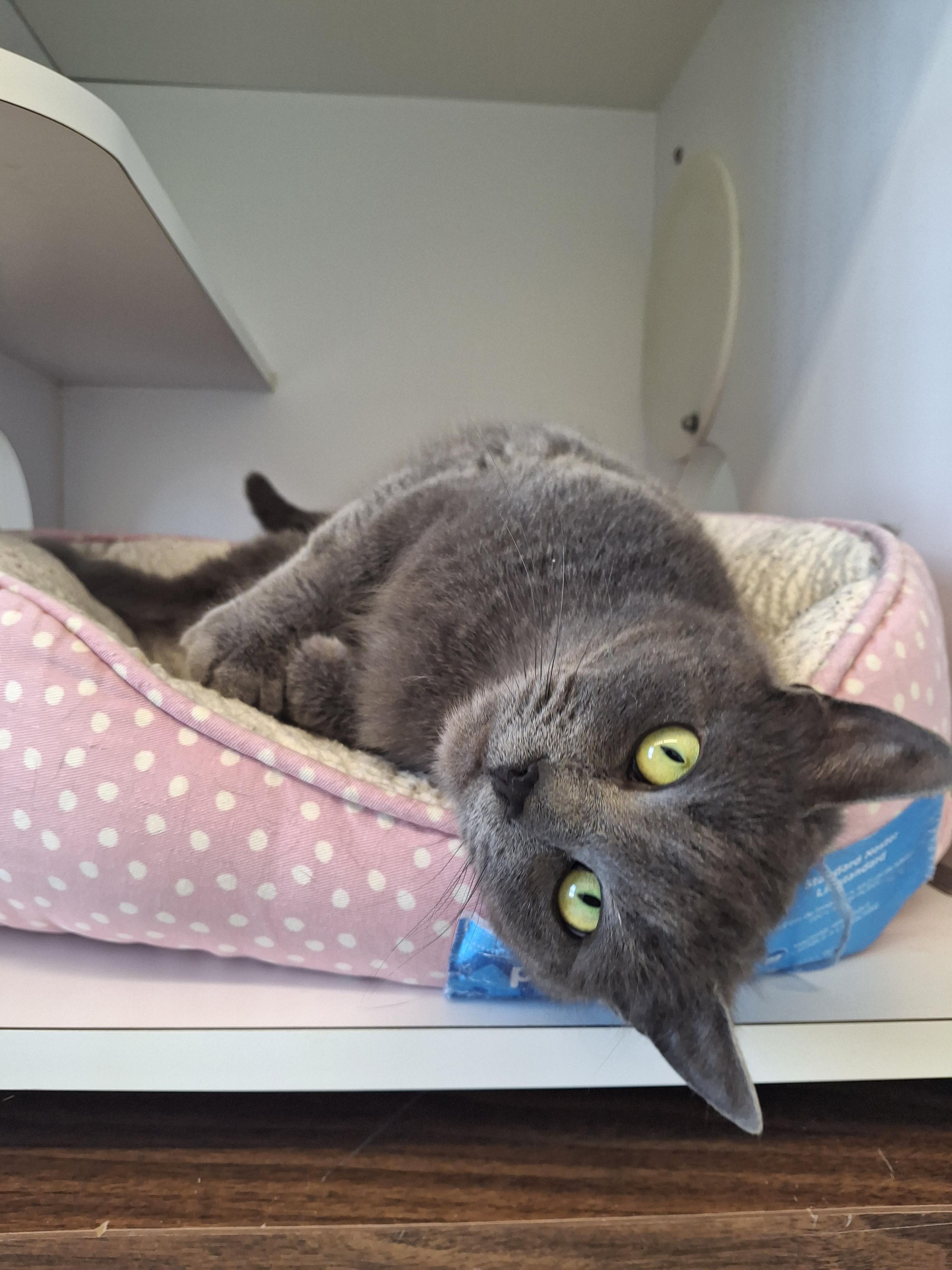 Enlarge Mindy, a ADOPTABLE Domestic Short Hair in Bonnyville, AB image 2/2