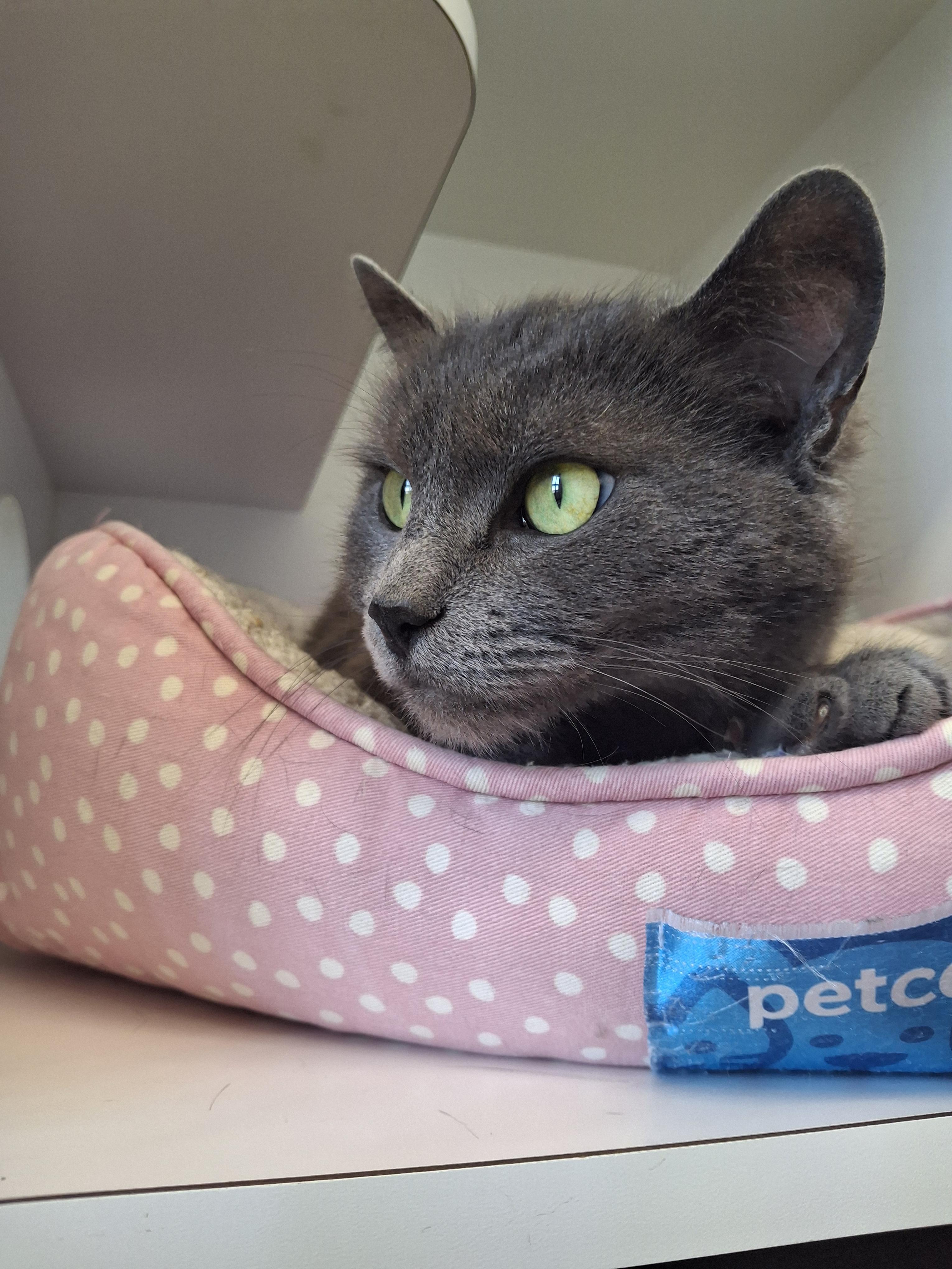 Mindy, ADOPTABLE, Adult Female Domestic Short Hair.