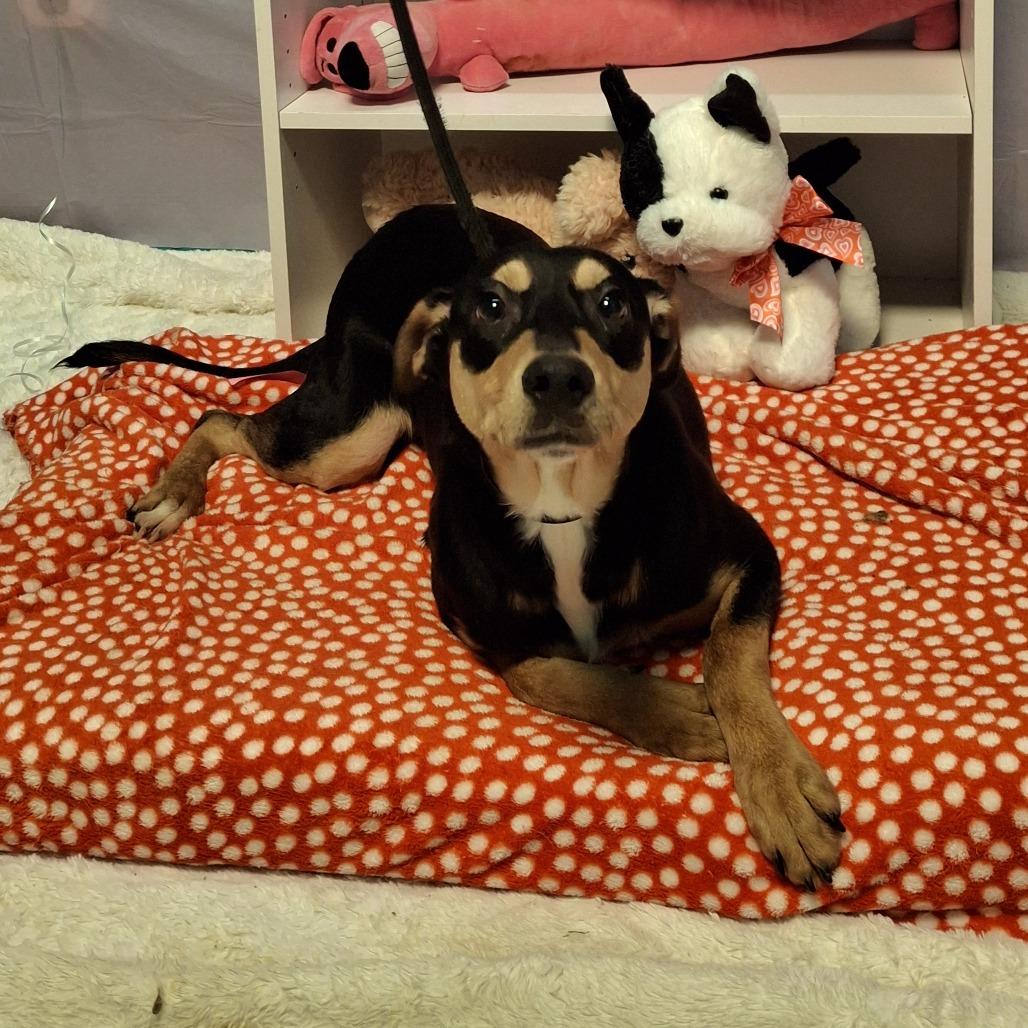 Drax, a Adoptable mixed breed in South Houston, TX image 1/3