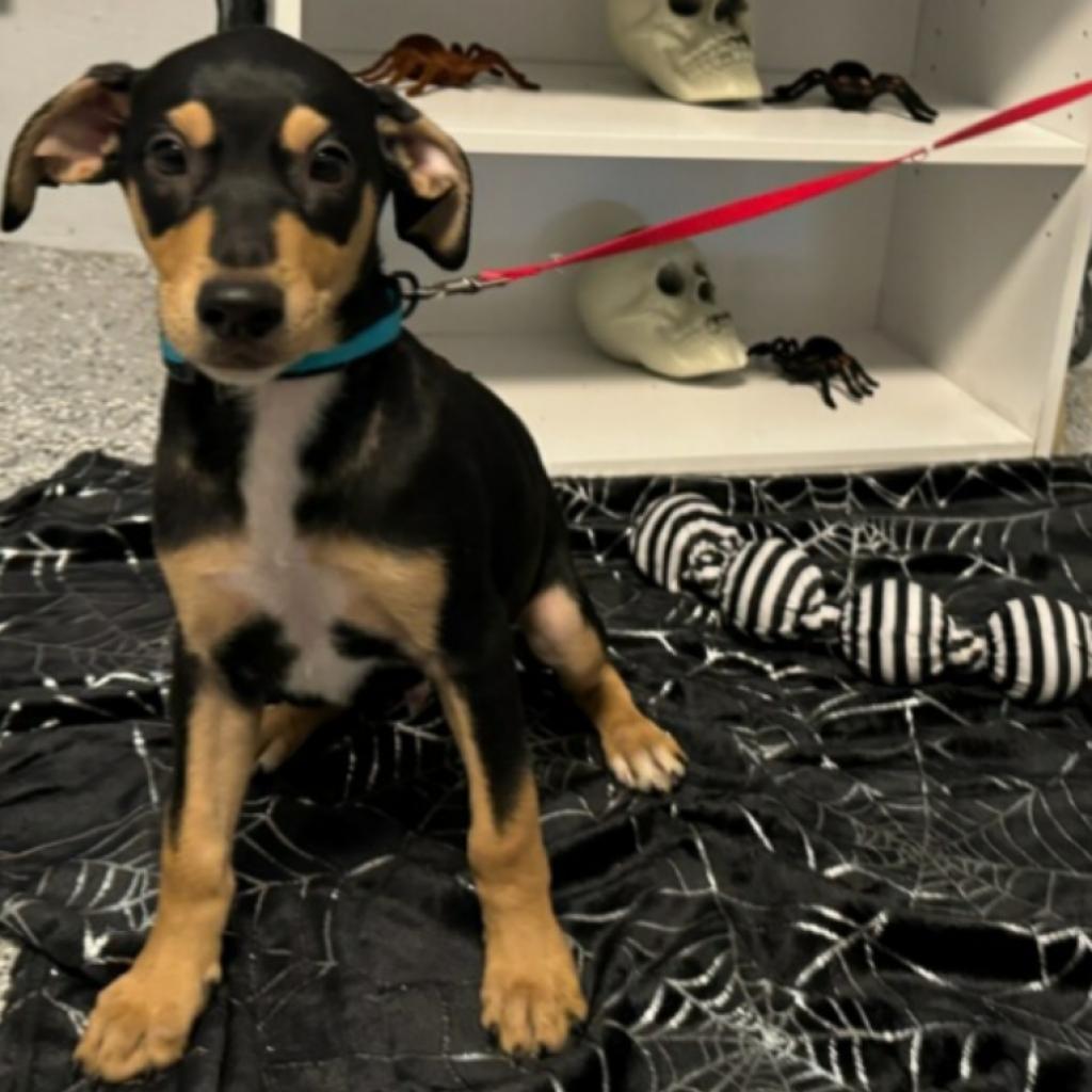 Drax, a Adoptable mixed breed in South Houston, TX image 2/3