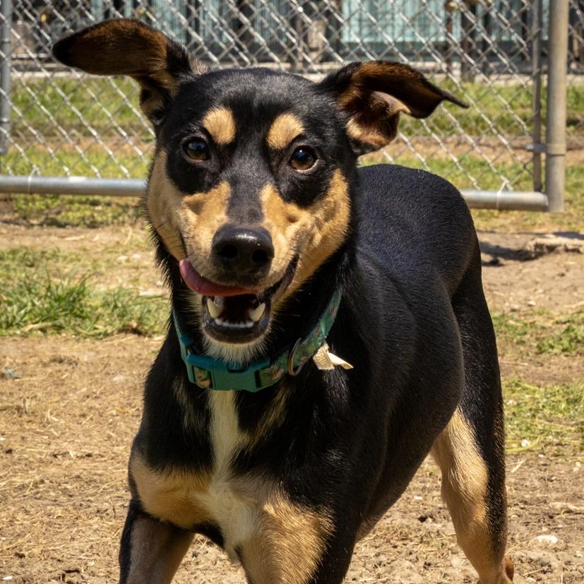 Drax, a Adoptable mixed breed in South Houston, TX image 3/3