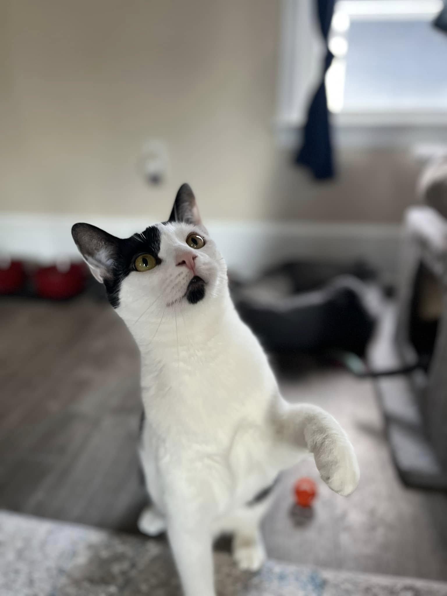 Roslen, a Adoptable Domestic Short Hair in Allentown, PA image 1/2