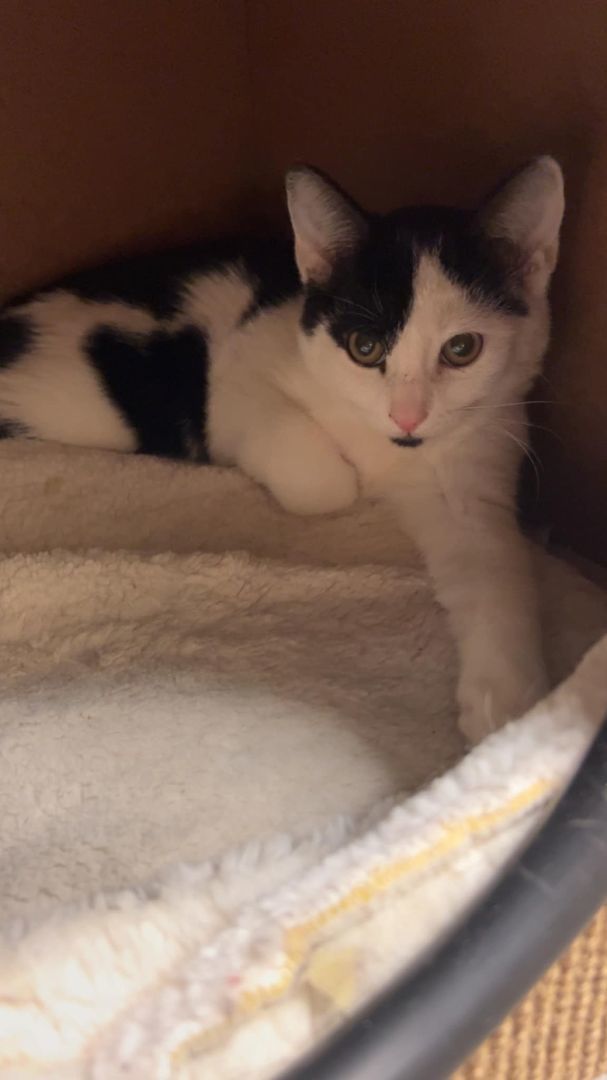 Roslen, a Adoptable Domestic Short Hair in Allentown, PA image 2/2